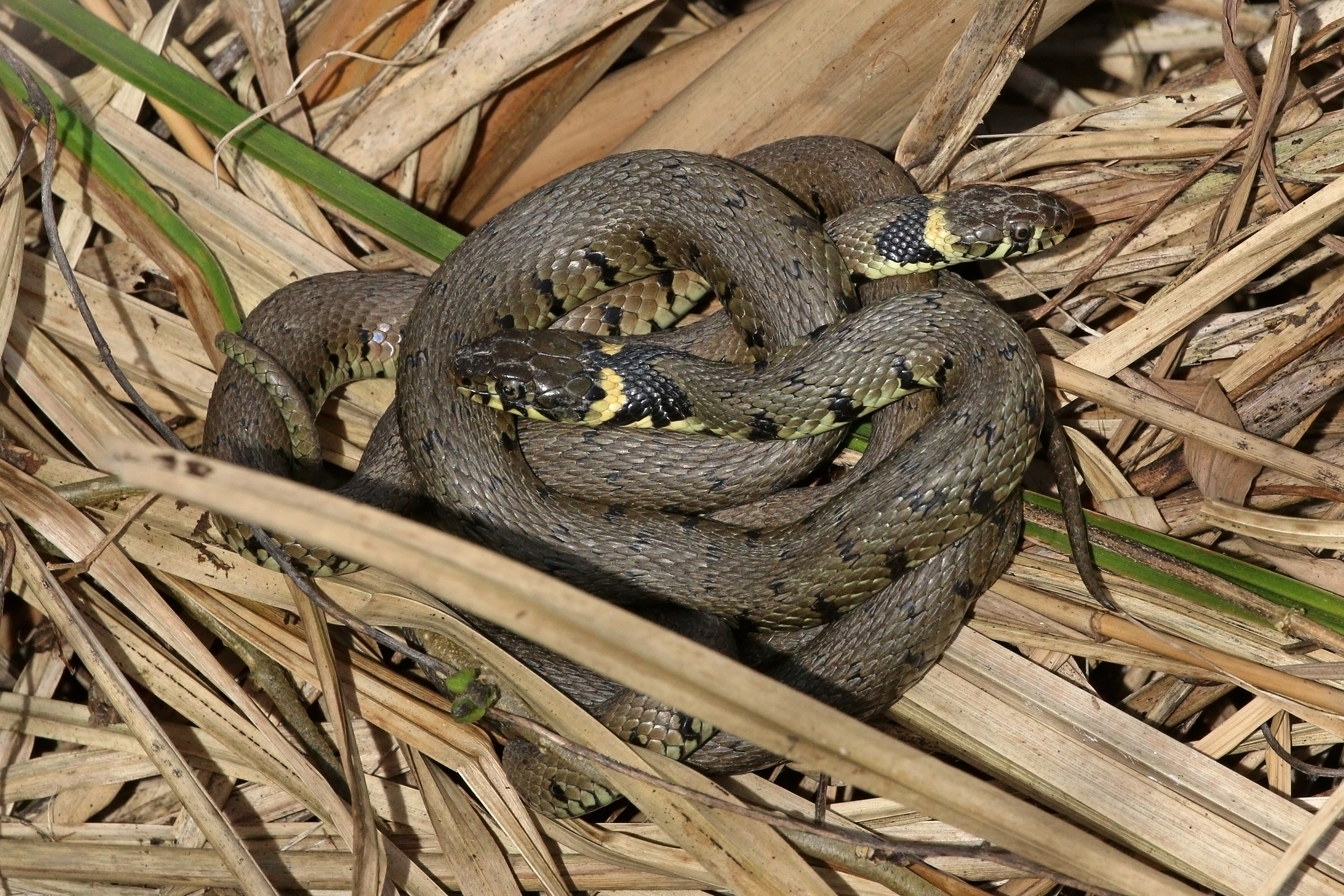 Grass snake - Wikipedia