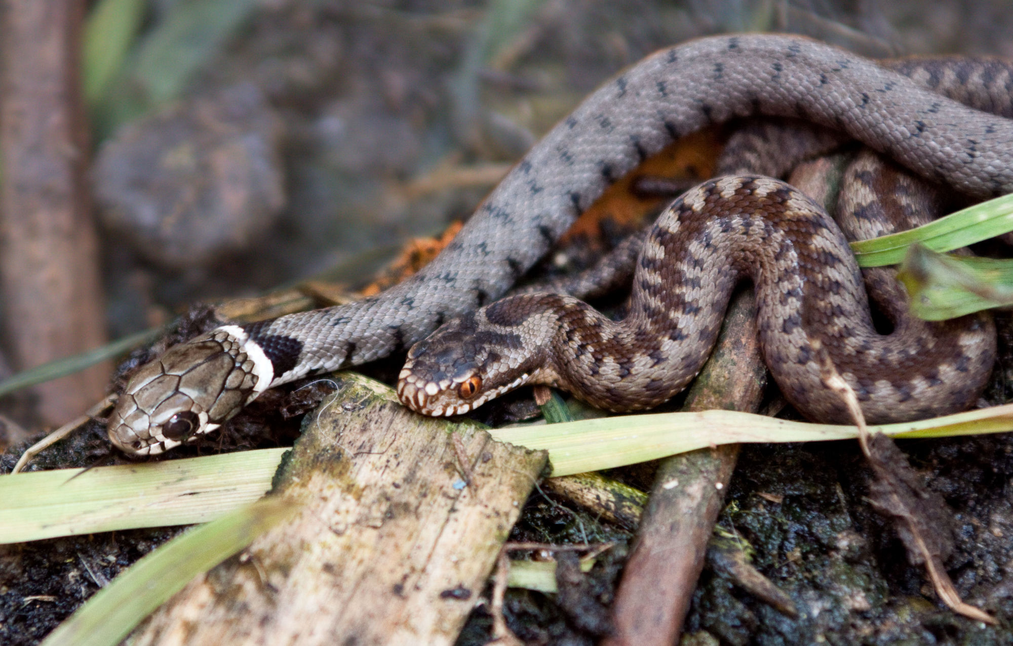Image - The Adder & The Grass Snake.jpg | British Wildlife Wiki ...