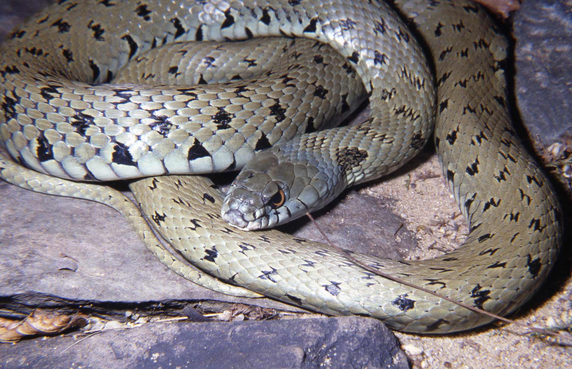 Iberian Grass Snake: Cryptic New Species of Snake Identified ...