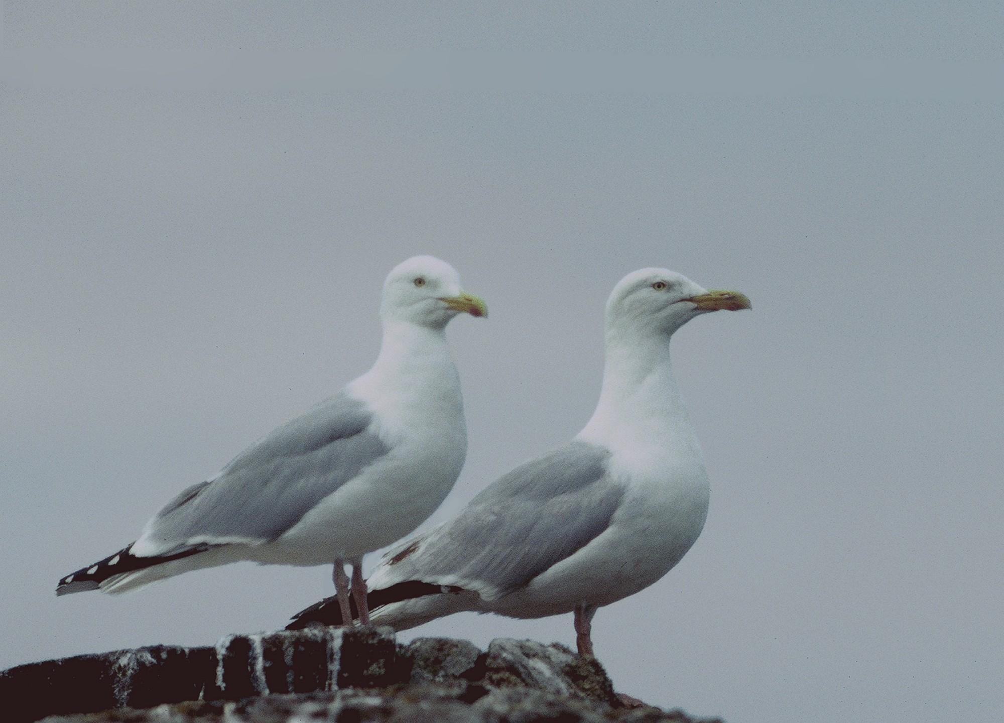 European Herring Gull (Larus argentatus) A pair of Herring Gulls ...