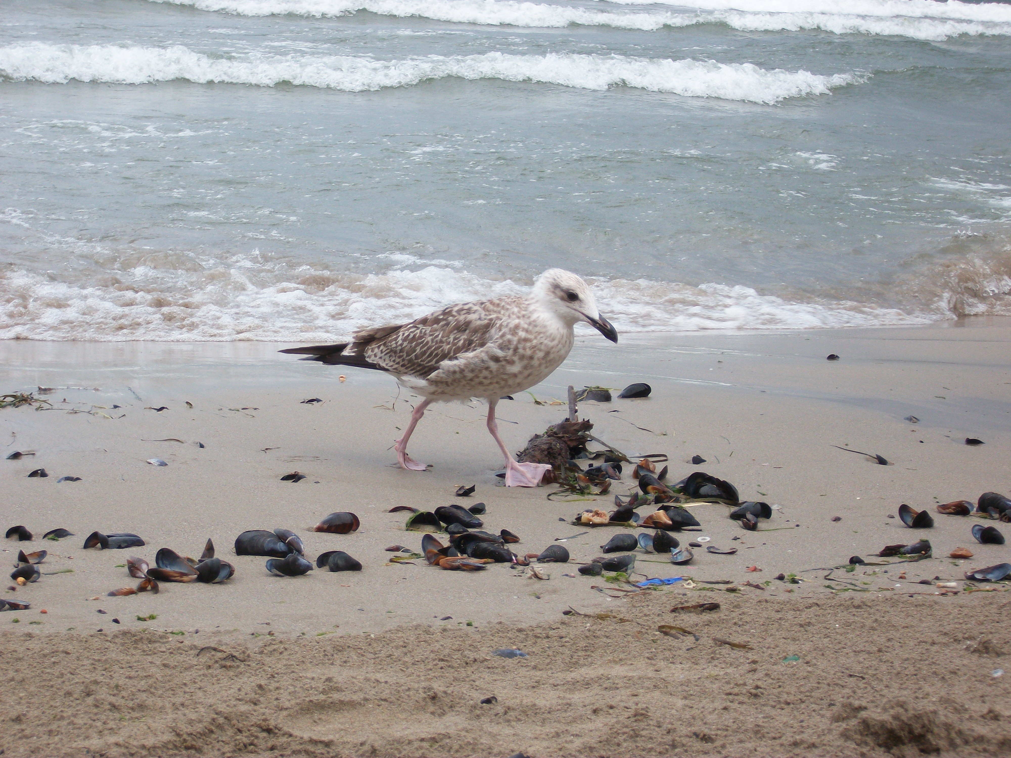 European Herring Gull, Beach, Bird, Gull, Sand, HQ Photo