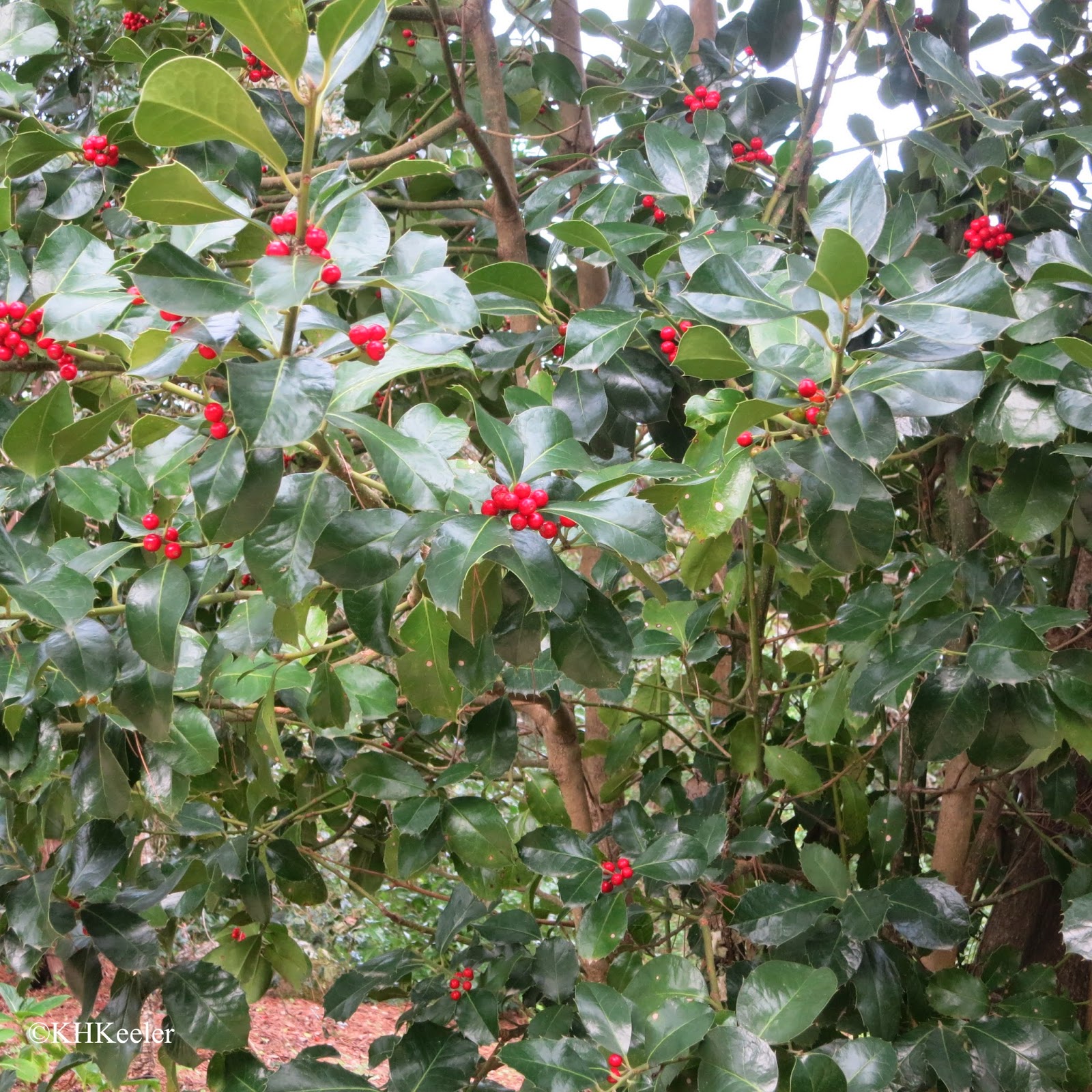 A Wandering Botanist: Plant Story -- European Holly - Not Always ...