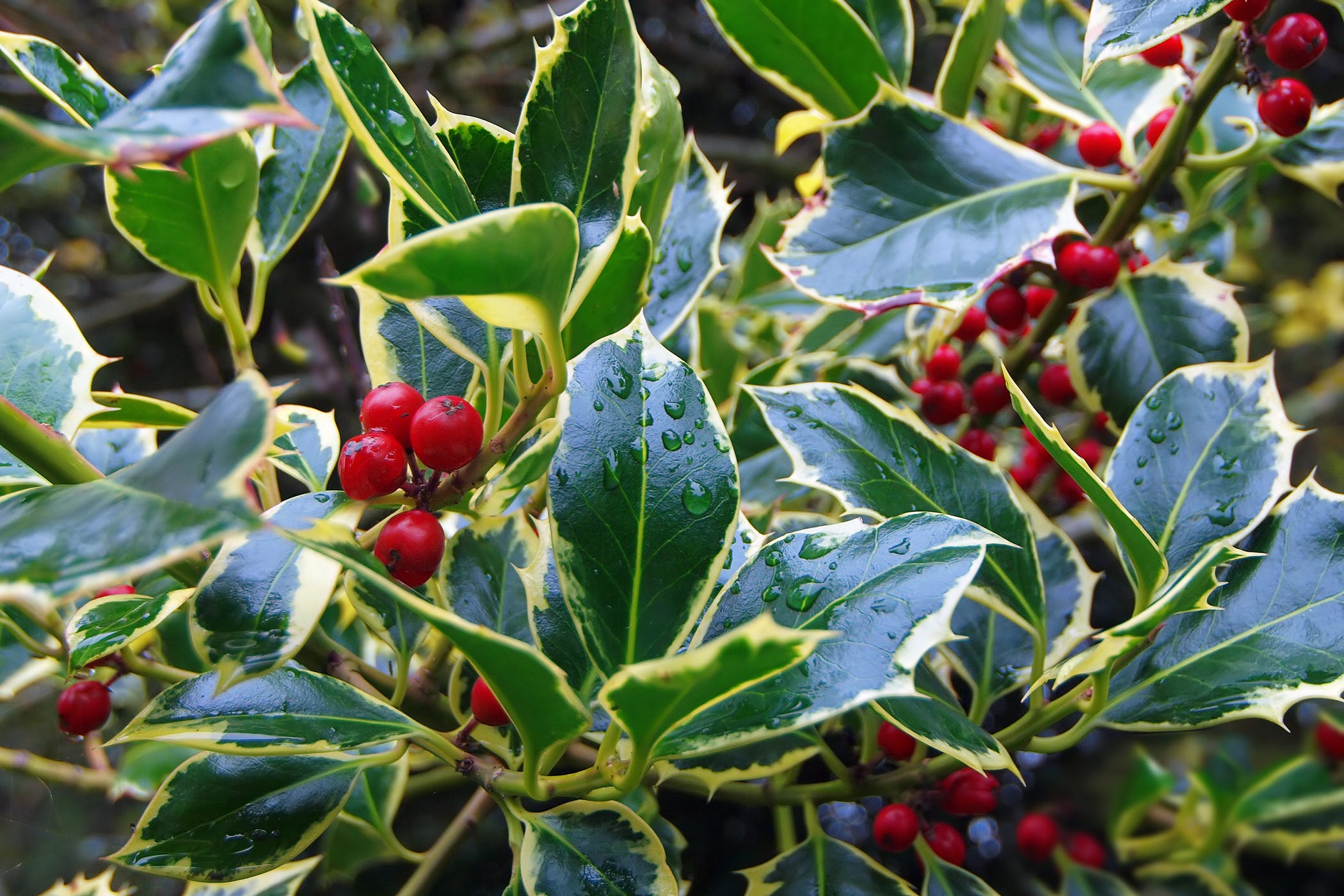 European Holly Poisoning in Cats - Symptoms, Causes, Diagnosis ...