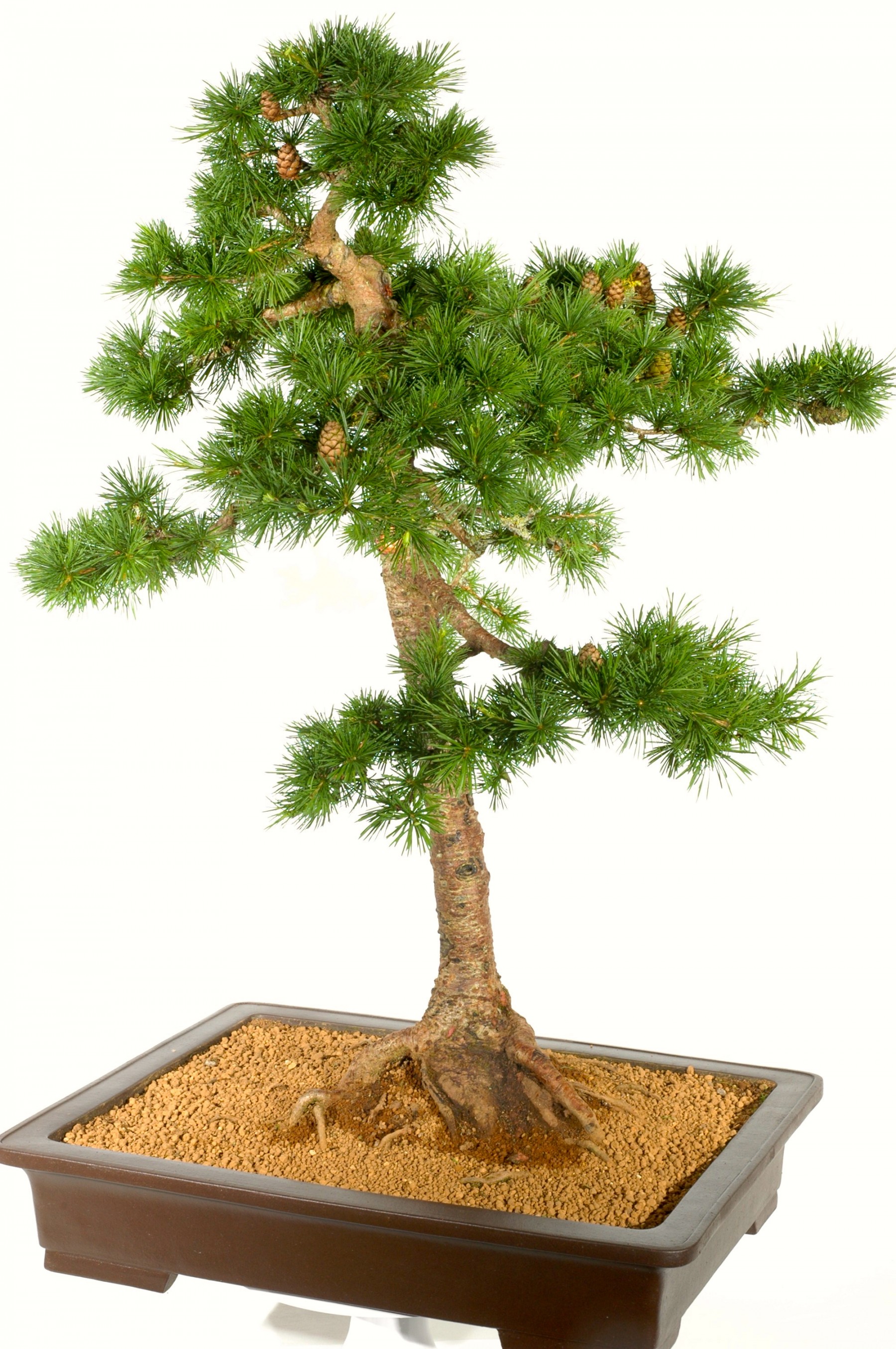 European larch bonsai photo