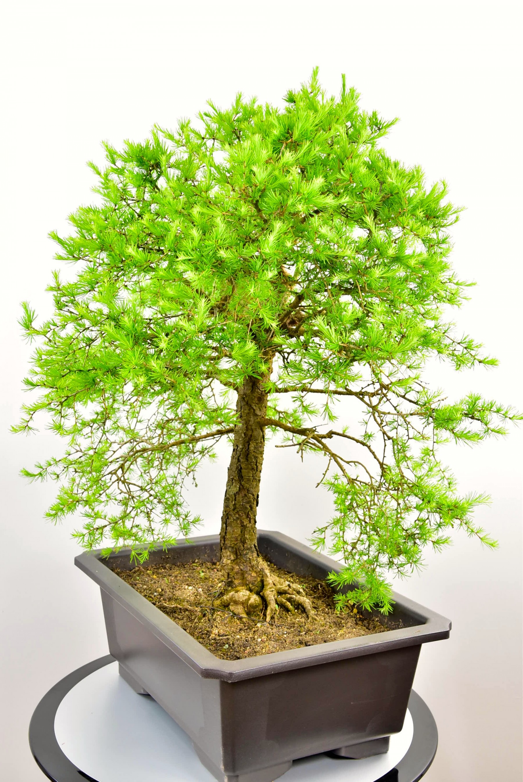 European Larch Bonsai for sale in the UK. Free delivery to most areas.
