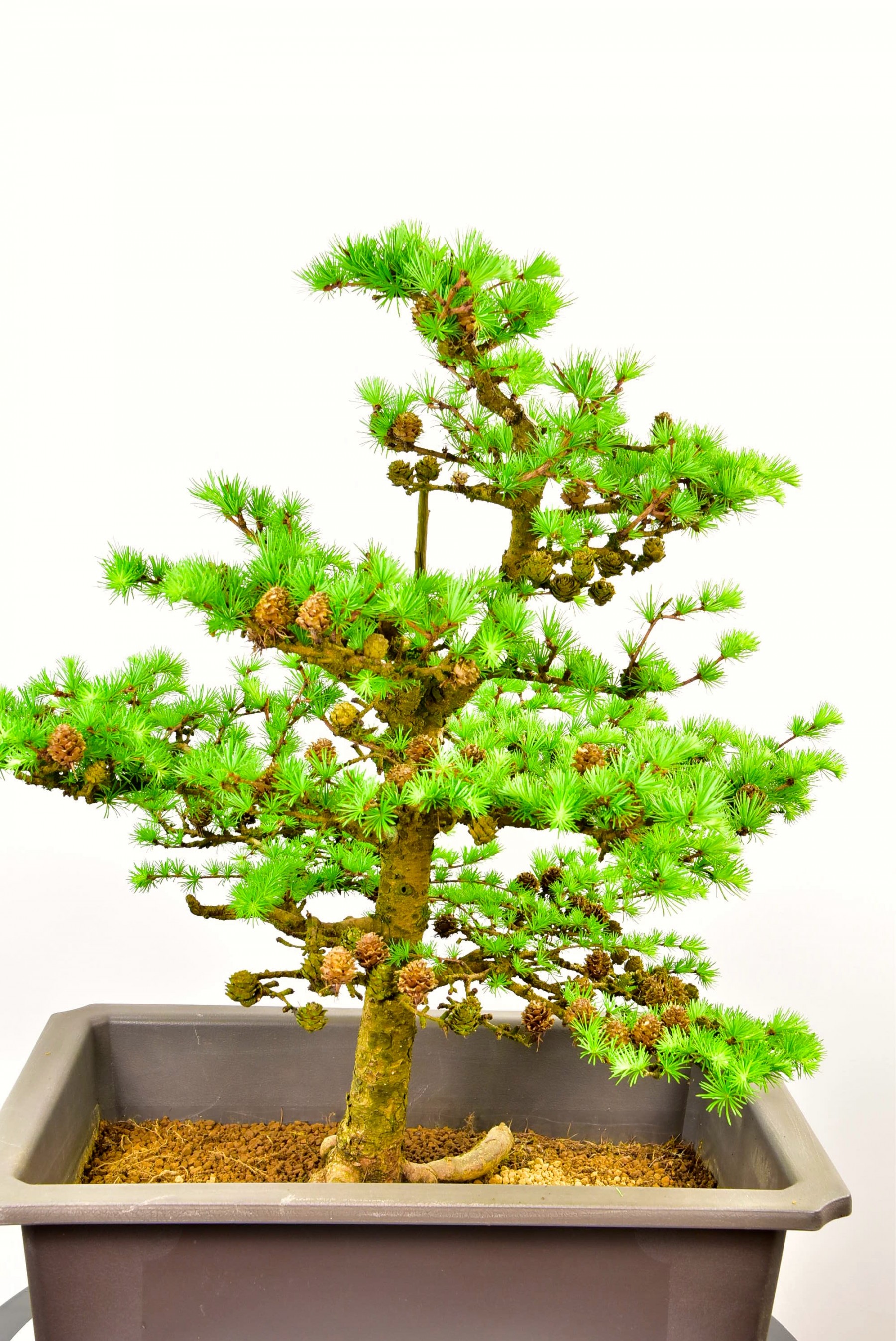 Very Large Specimen European Larch Bonsai. Free delivery to most areas.