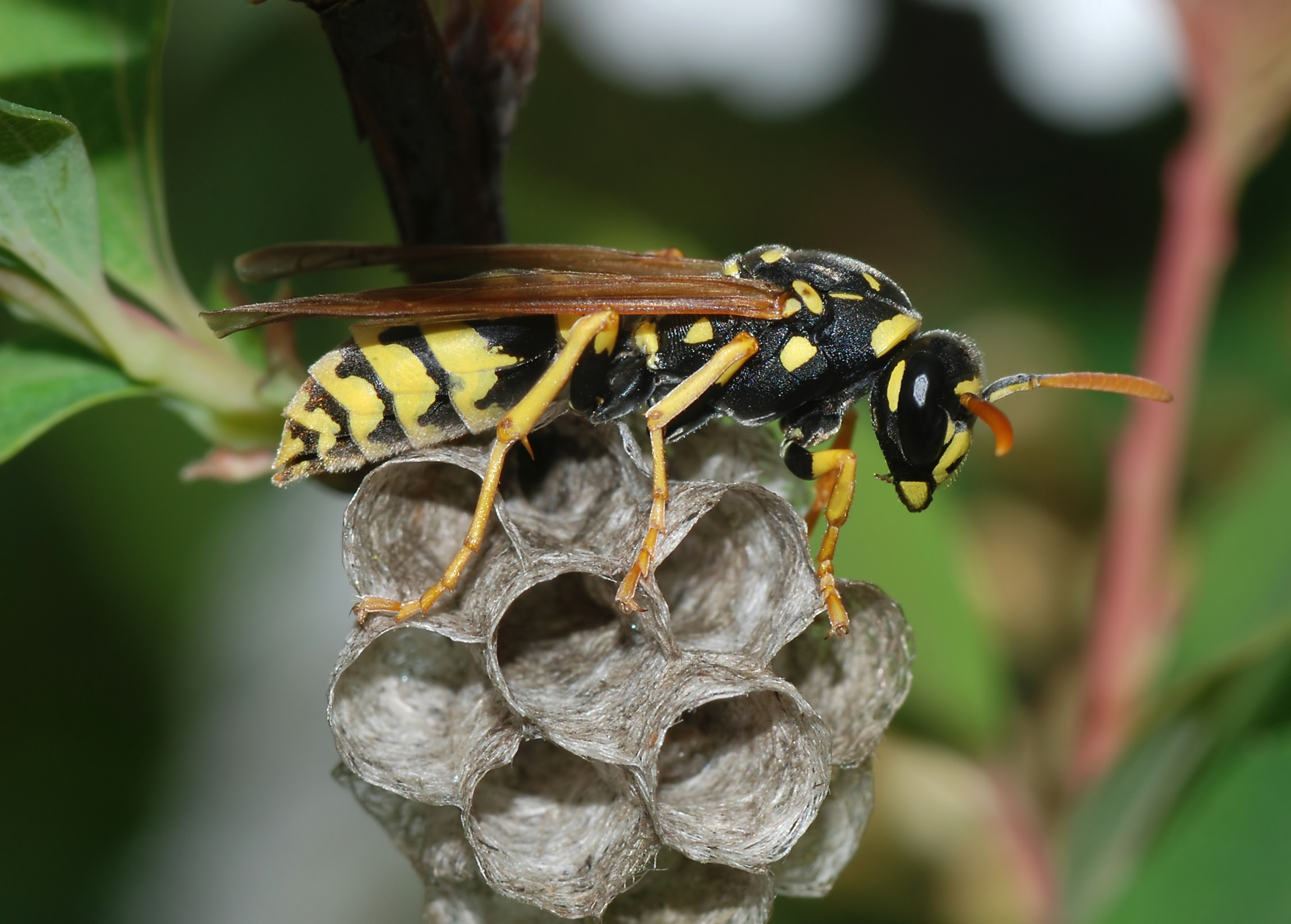 European paper wasp photo