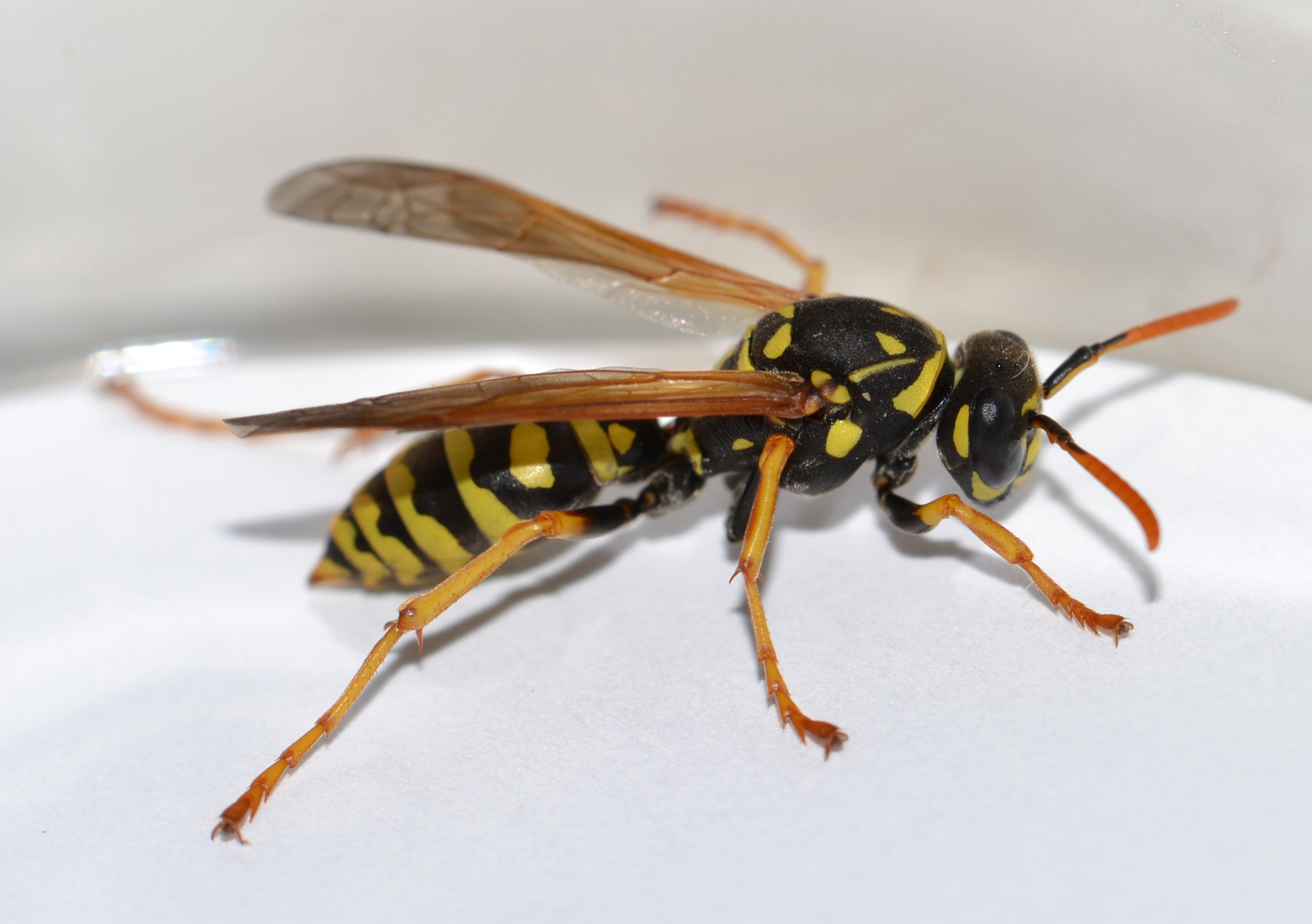European Paper Wasp | MSMVCD (Marin / Sonoma Mosquito & Vector ...