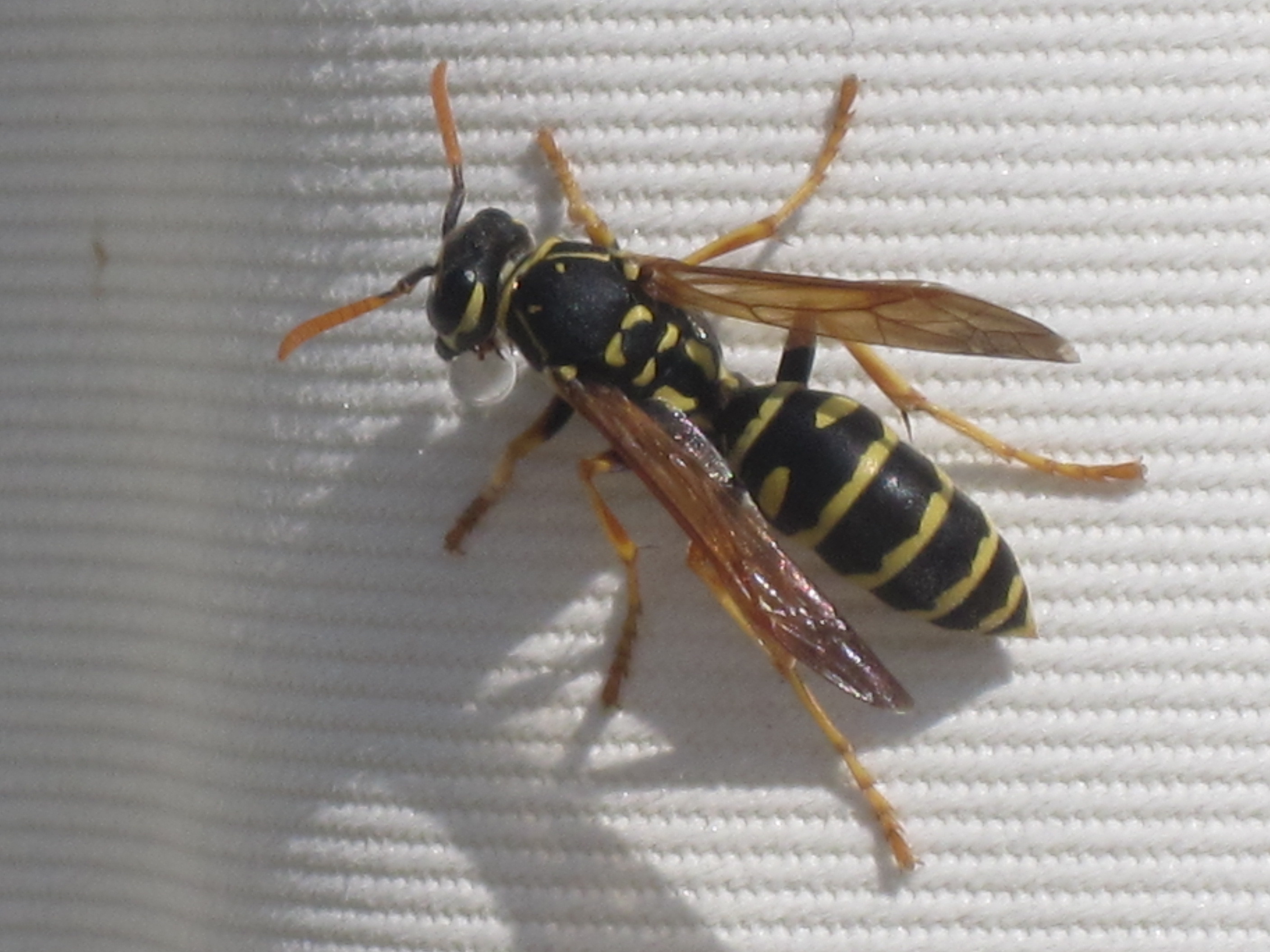 File:Polistes dominula (European paper wasp), Skala Kalloni, Lesbos ...