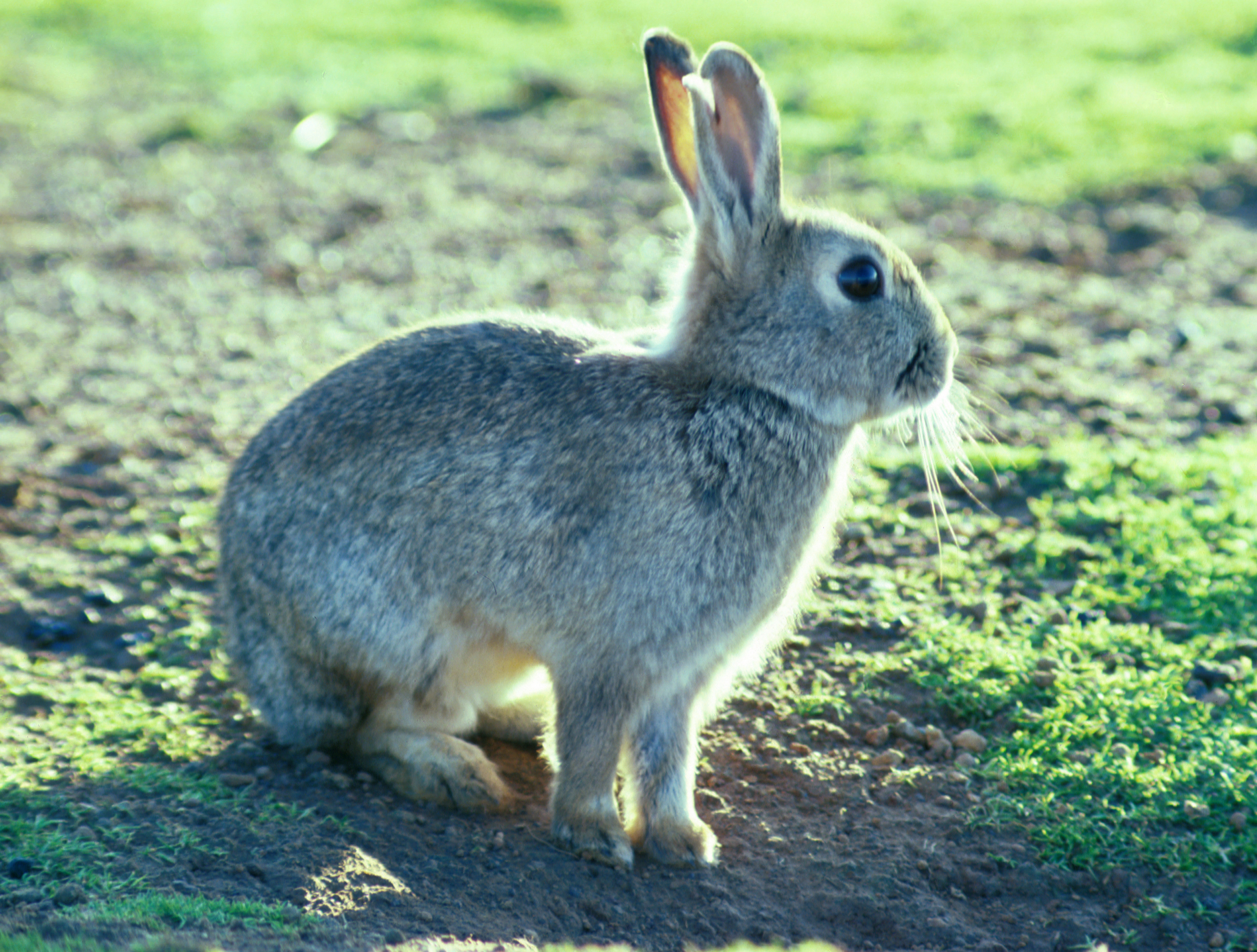 File:CSIRO ScienceImage 1369 European rabbit.jpg - Wikimedia Commons