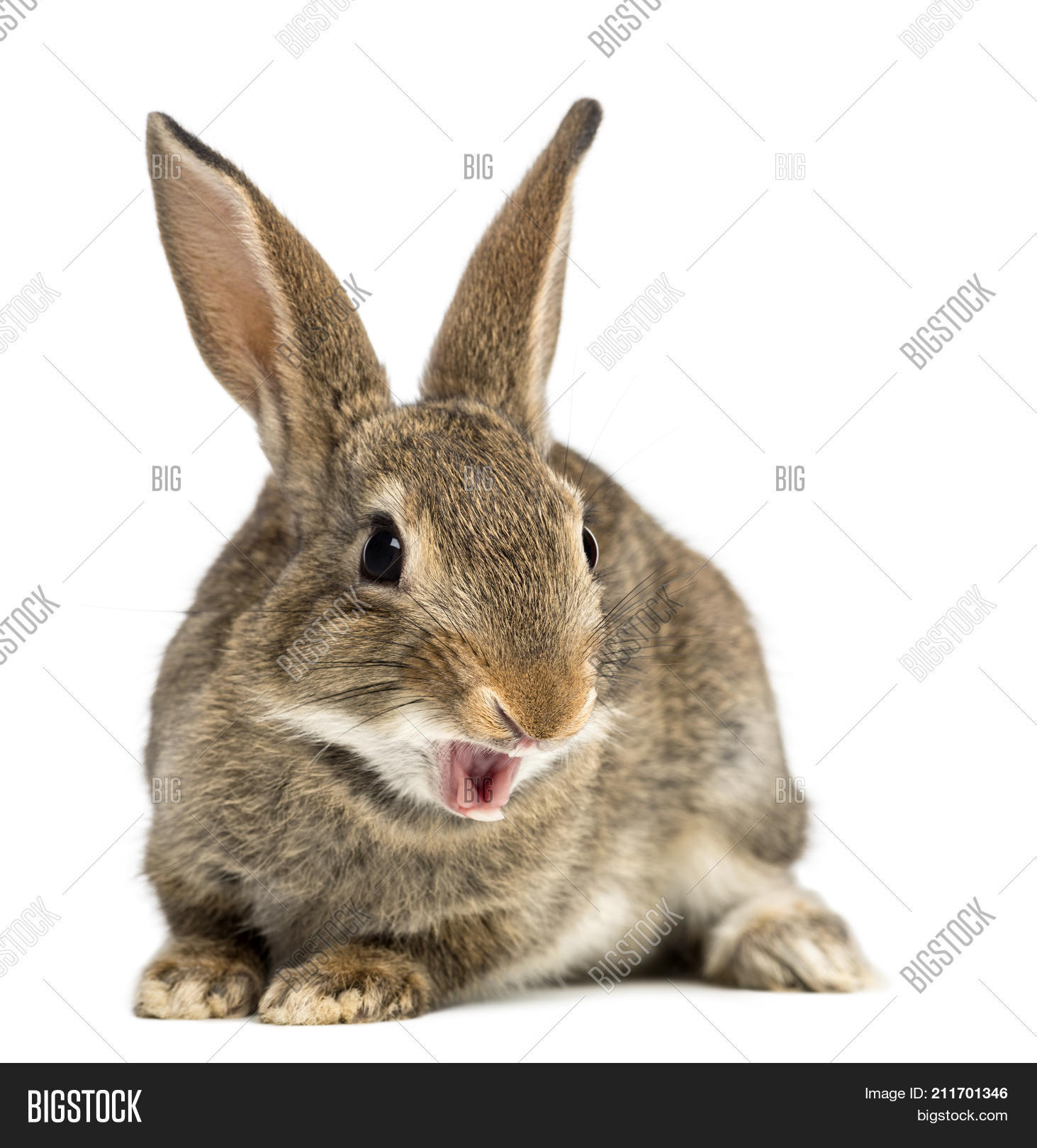 European Rabbit Common Rabbit Image & Photo | Bigstock
