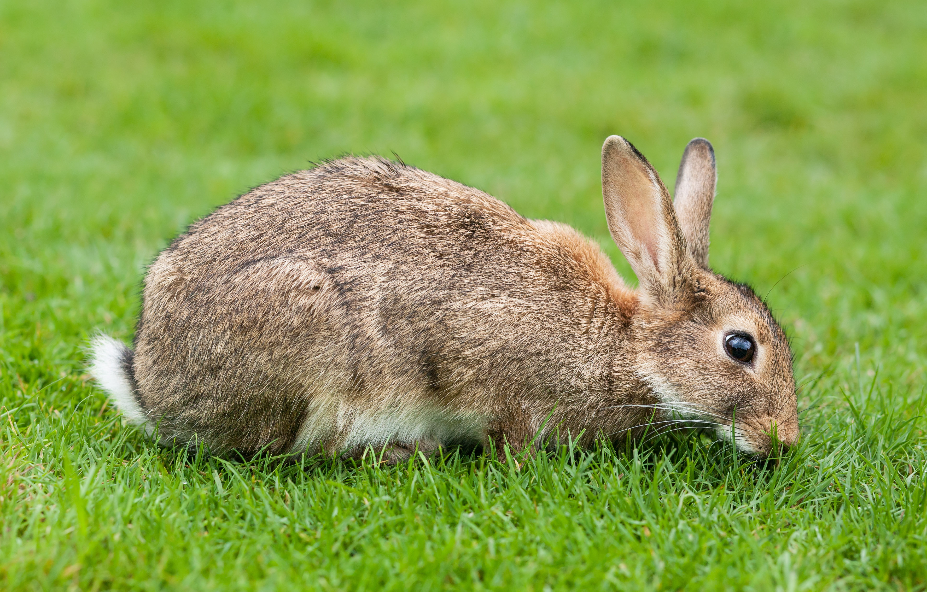 File:European Rabbit, Lake District, UK - August 2011.jpg ...