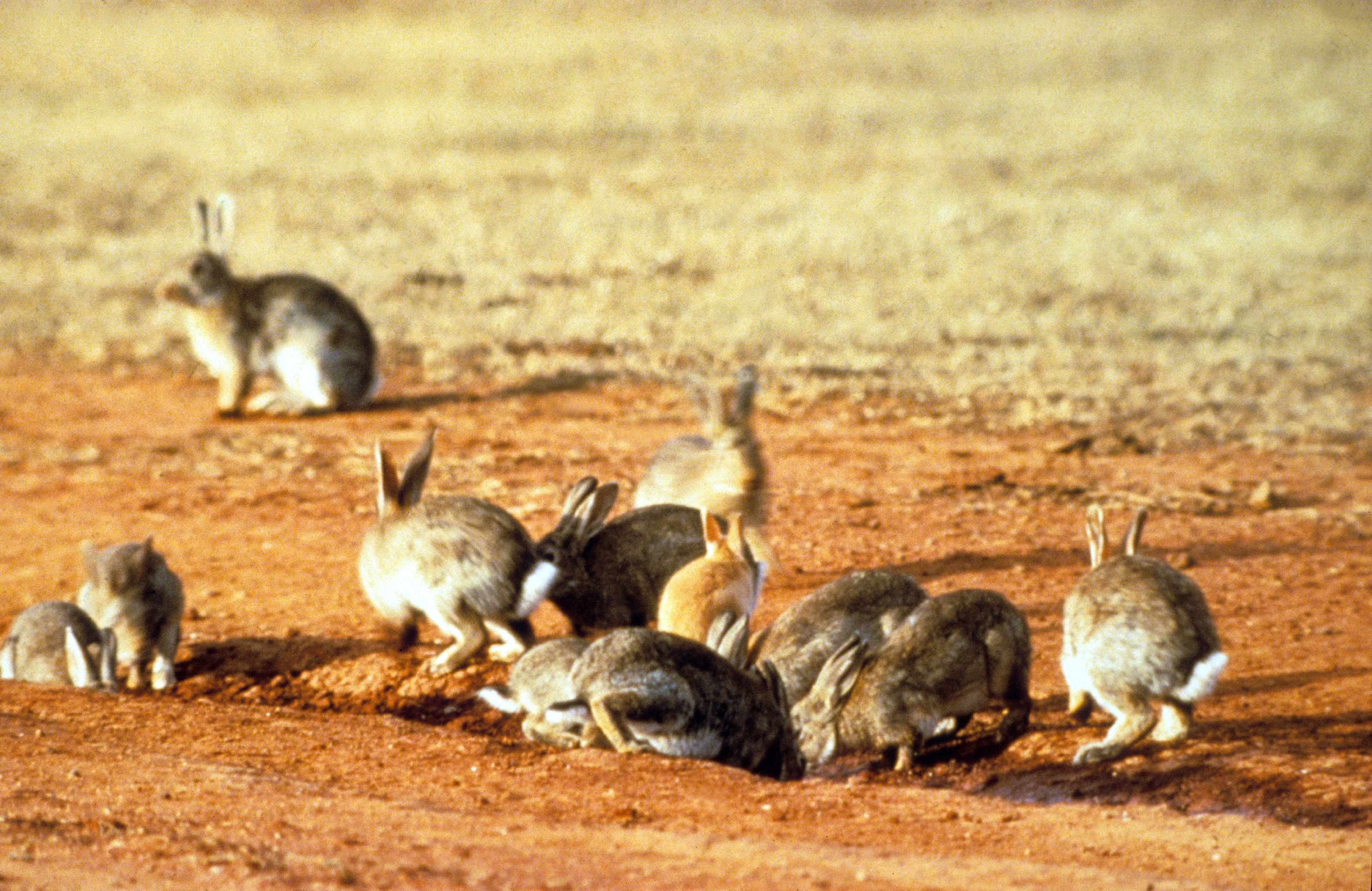 File:CSIRO ScienceImage 453 European Rabbits.jpg - Wikimedia Commons