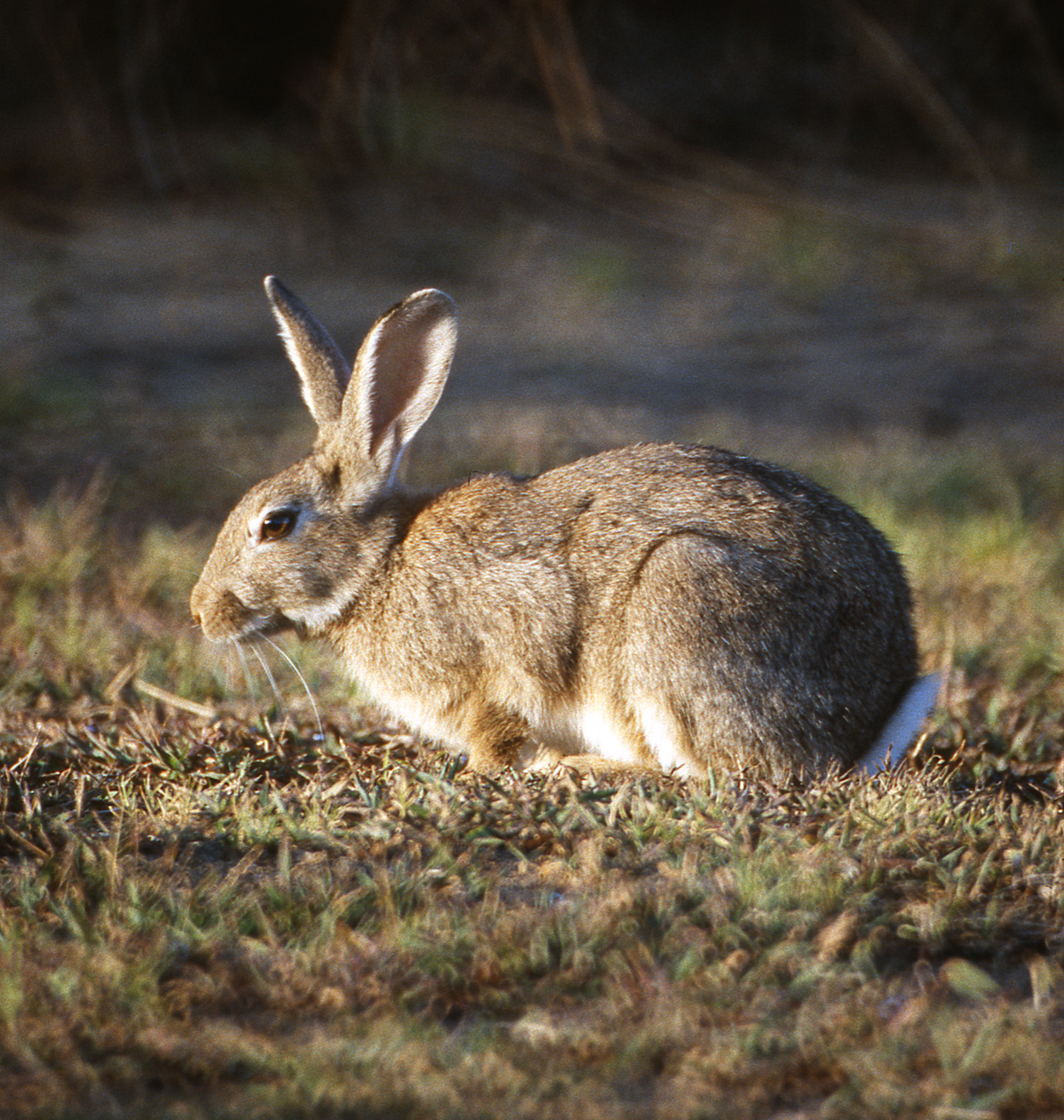 European rabbit | Agriculture and Food