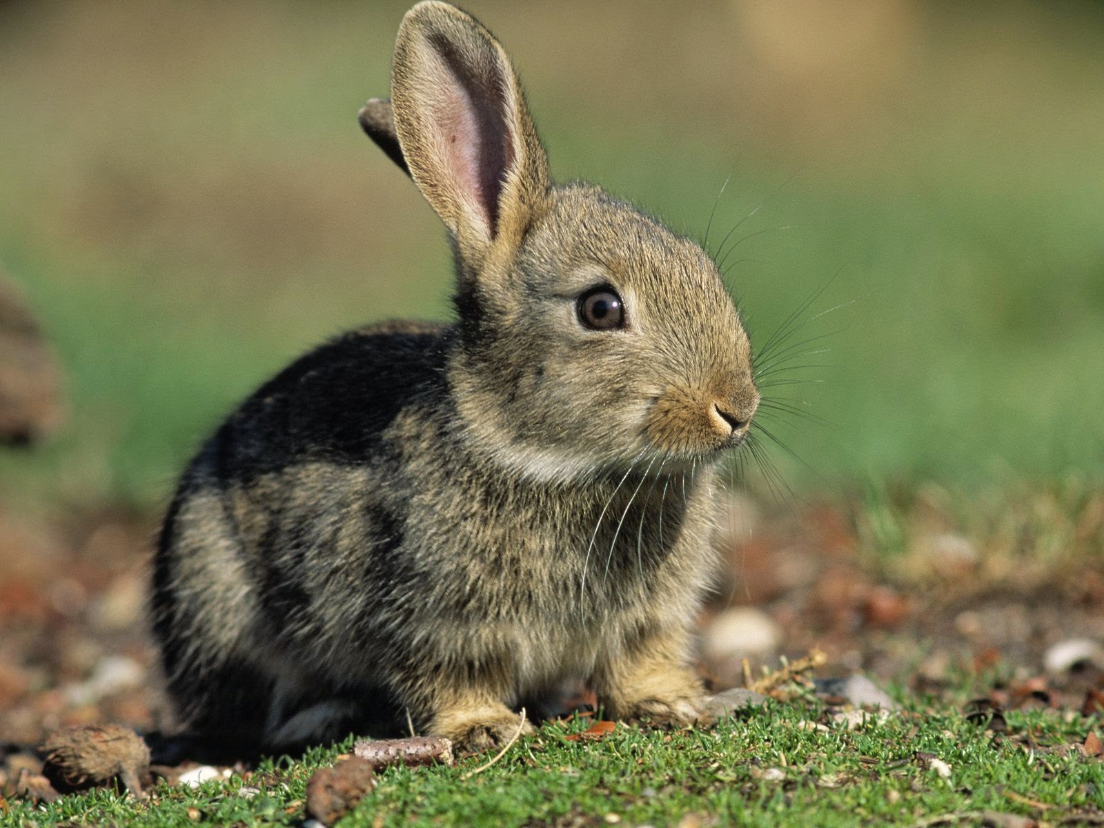 Explore European Rabbit - Today's Homepage