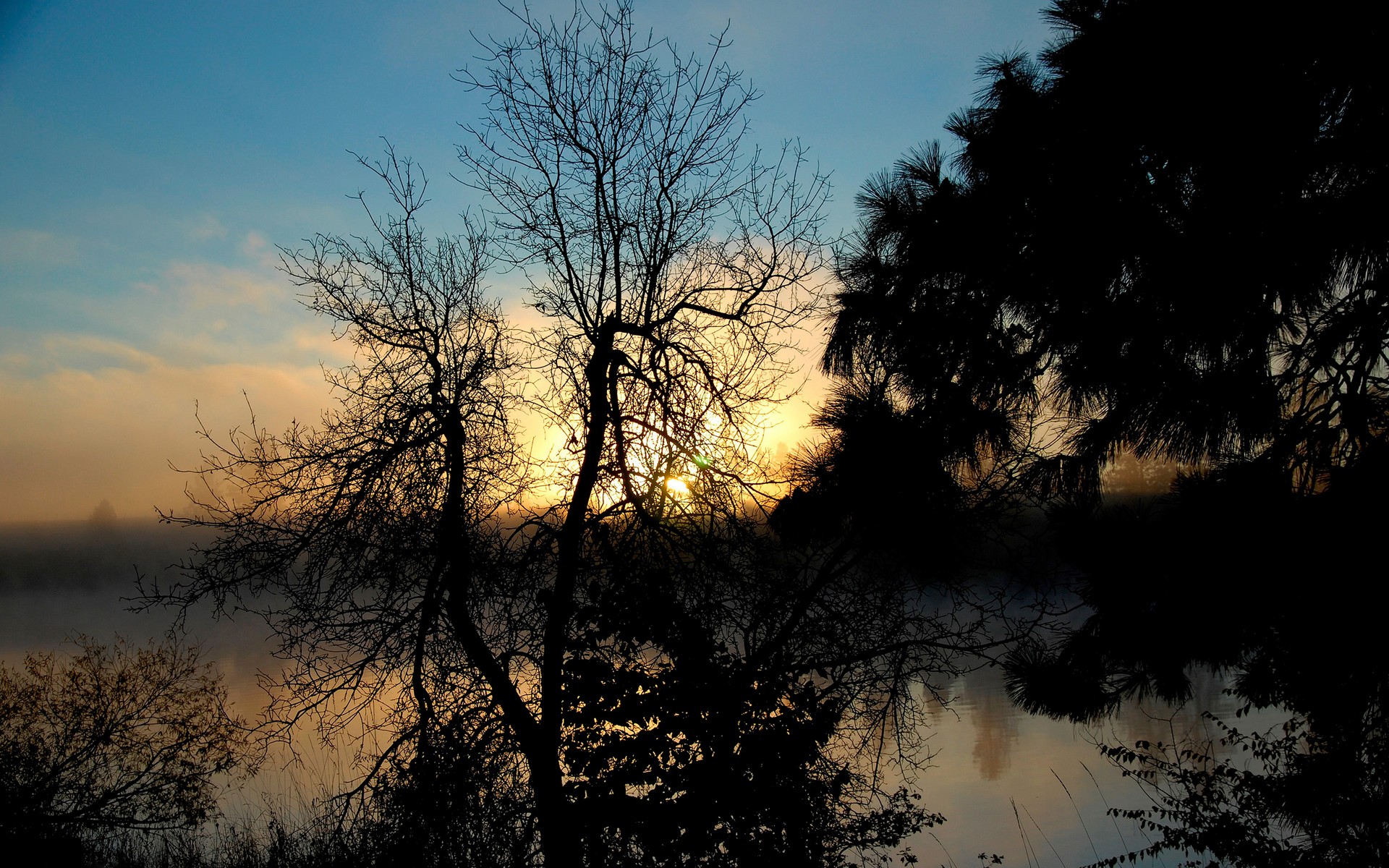 Evening fog / 1920 x 1200 / Forest / Photography | MIRIADNA.COM