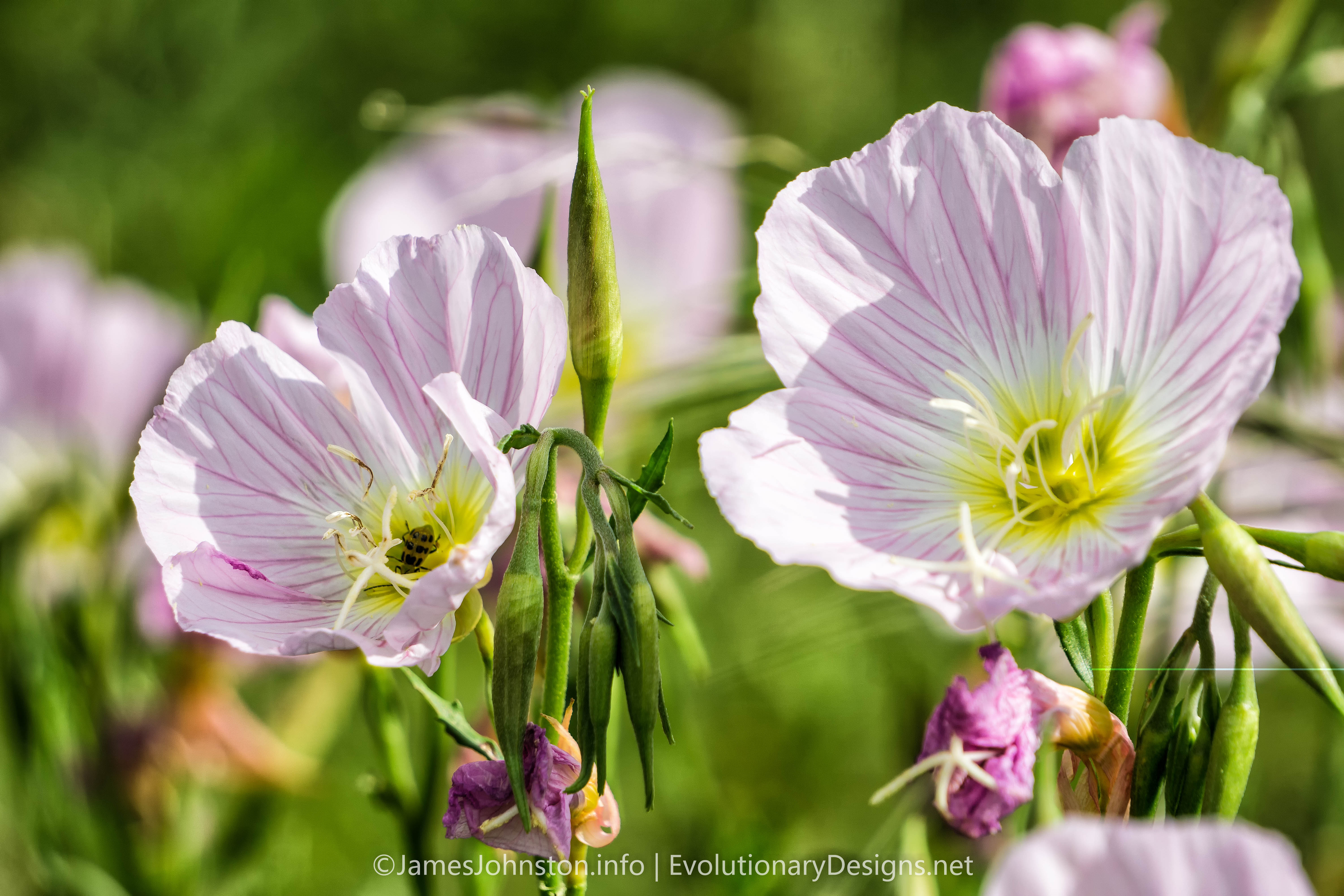 Pink Evening Primrose, Oenothera speciosa - Garden DIY