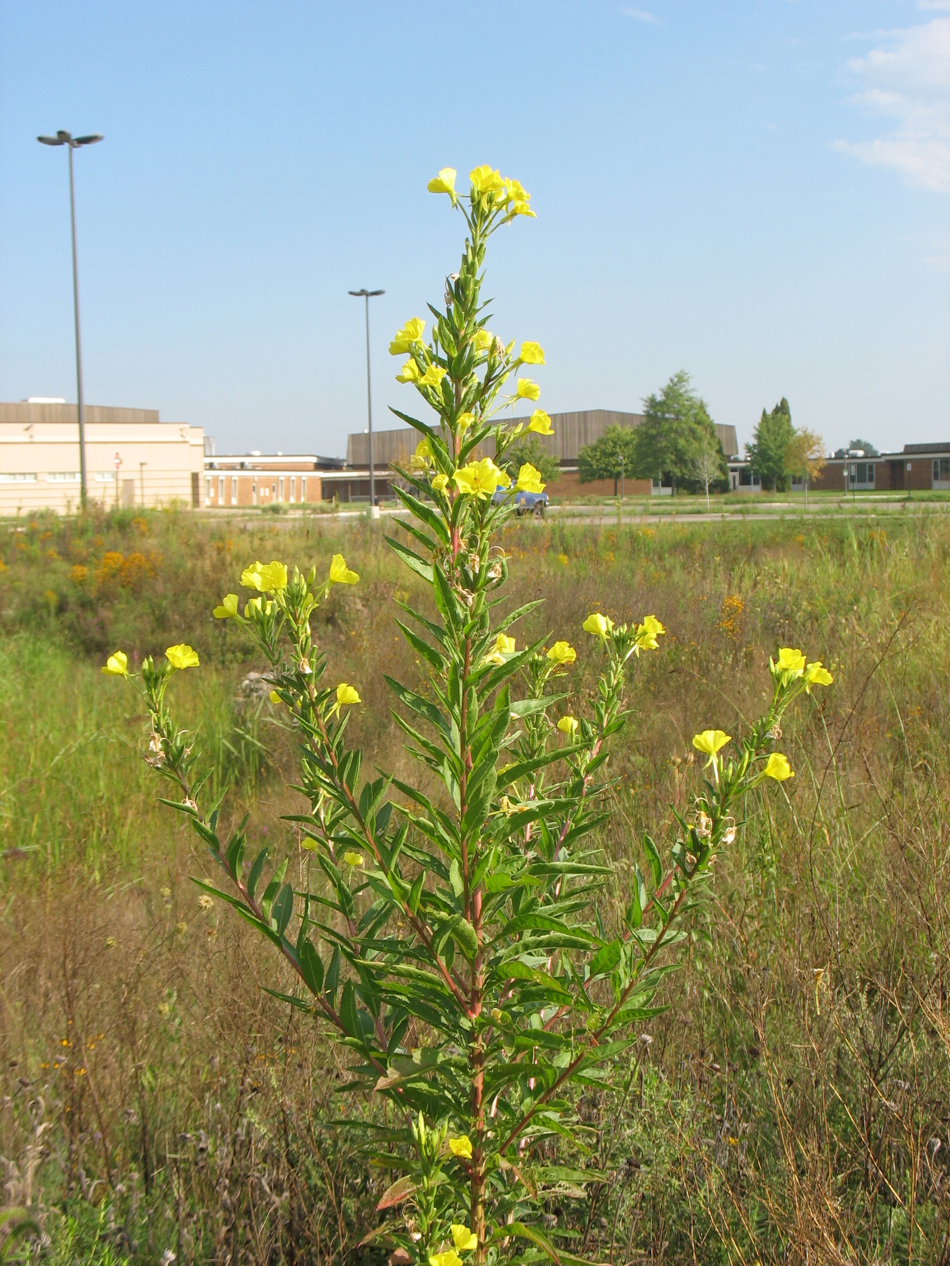 The Saline District Library Grounds: Evening Primrose