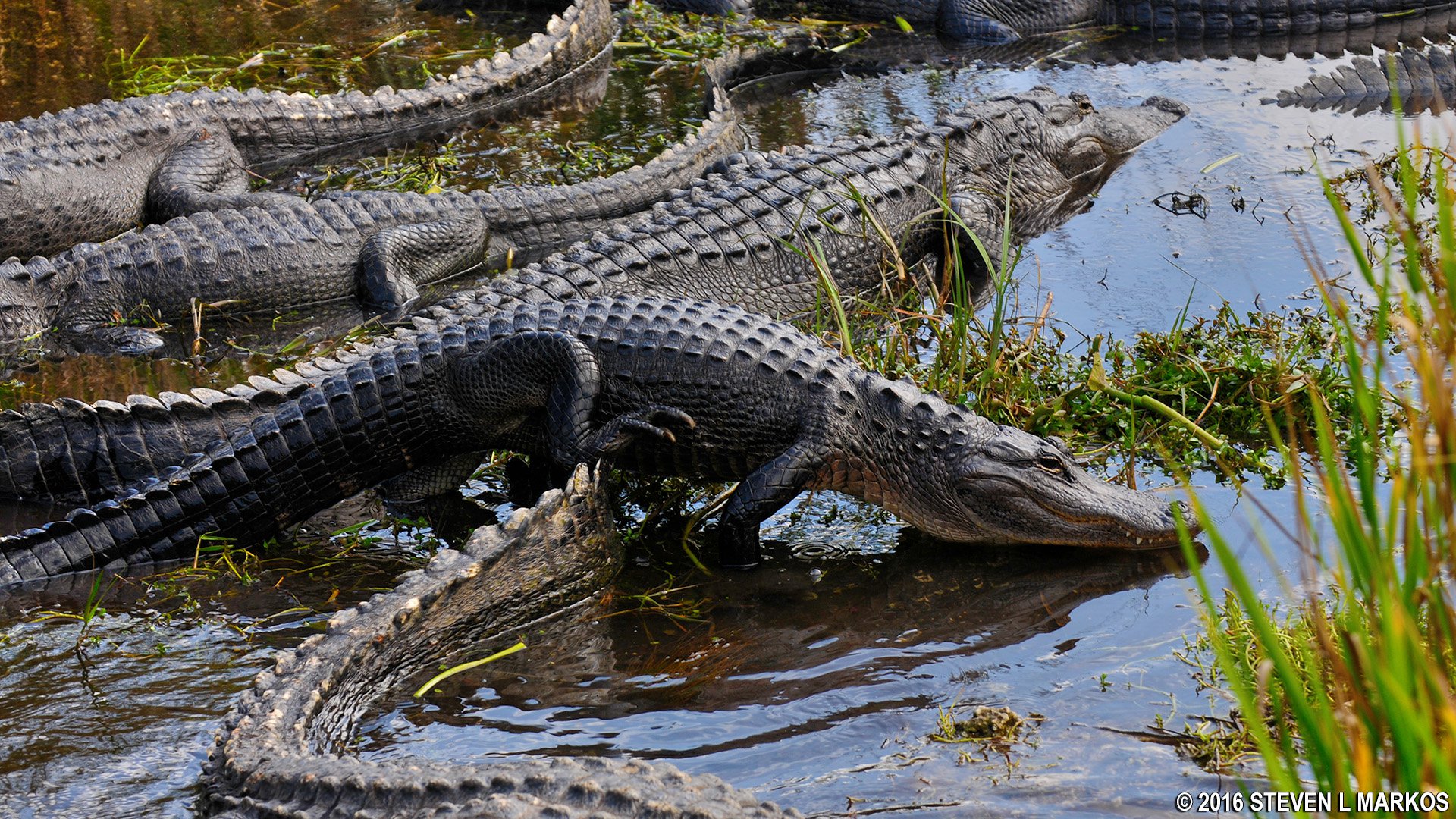 Everglades National Park | PARK AT A GLANCE |