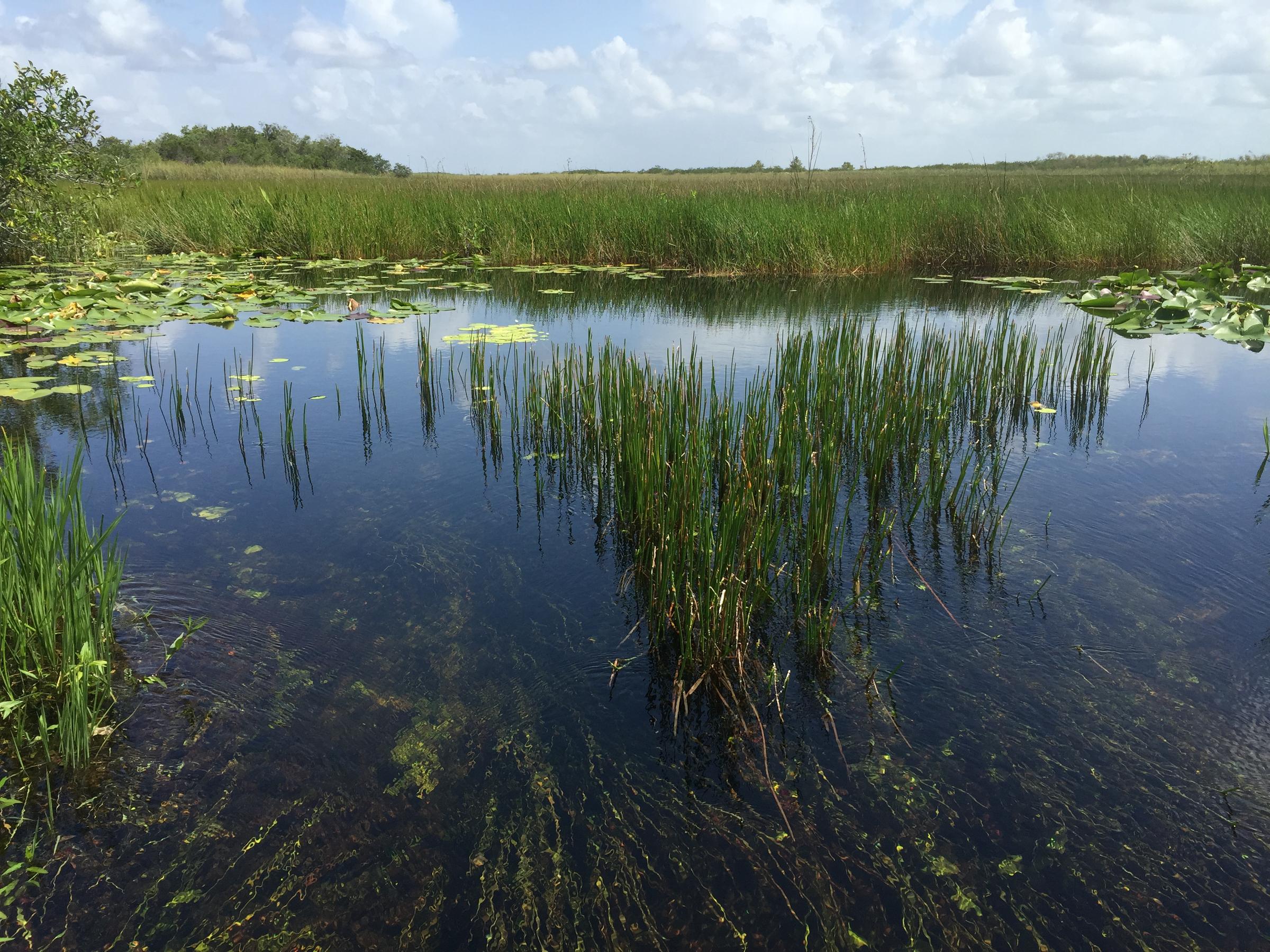 Florida's Natural Filter: Everglades National Park | WLRN
