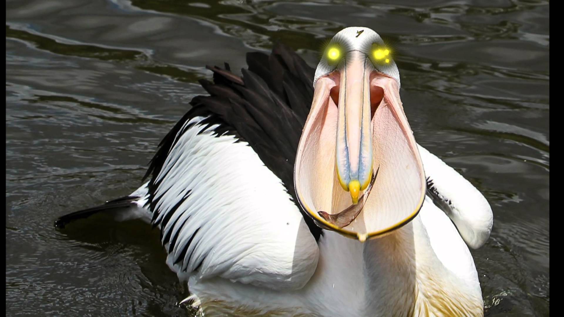 Stupid Evil Pelican - YouTube