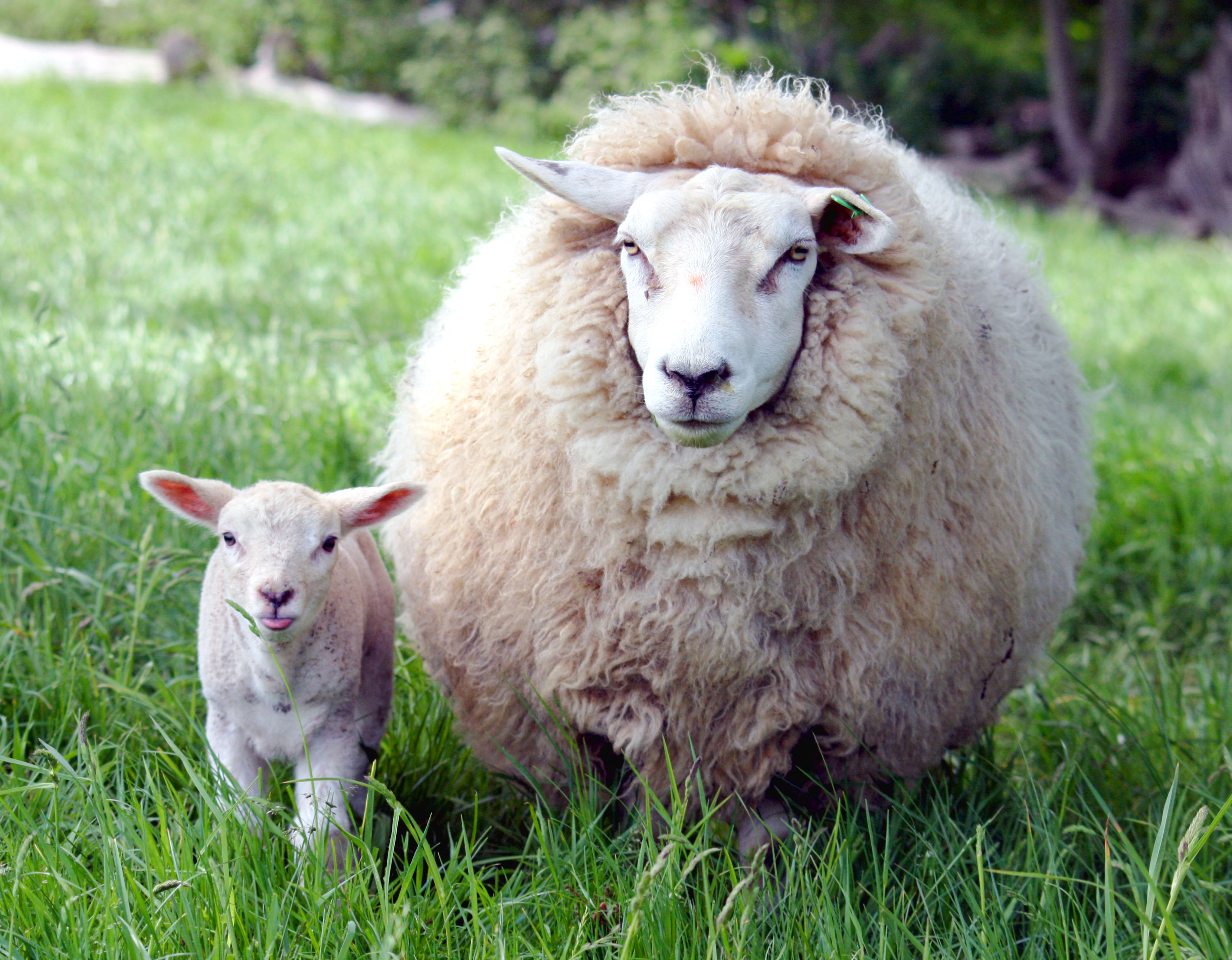Ewe and lamb photo