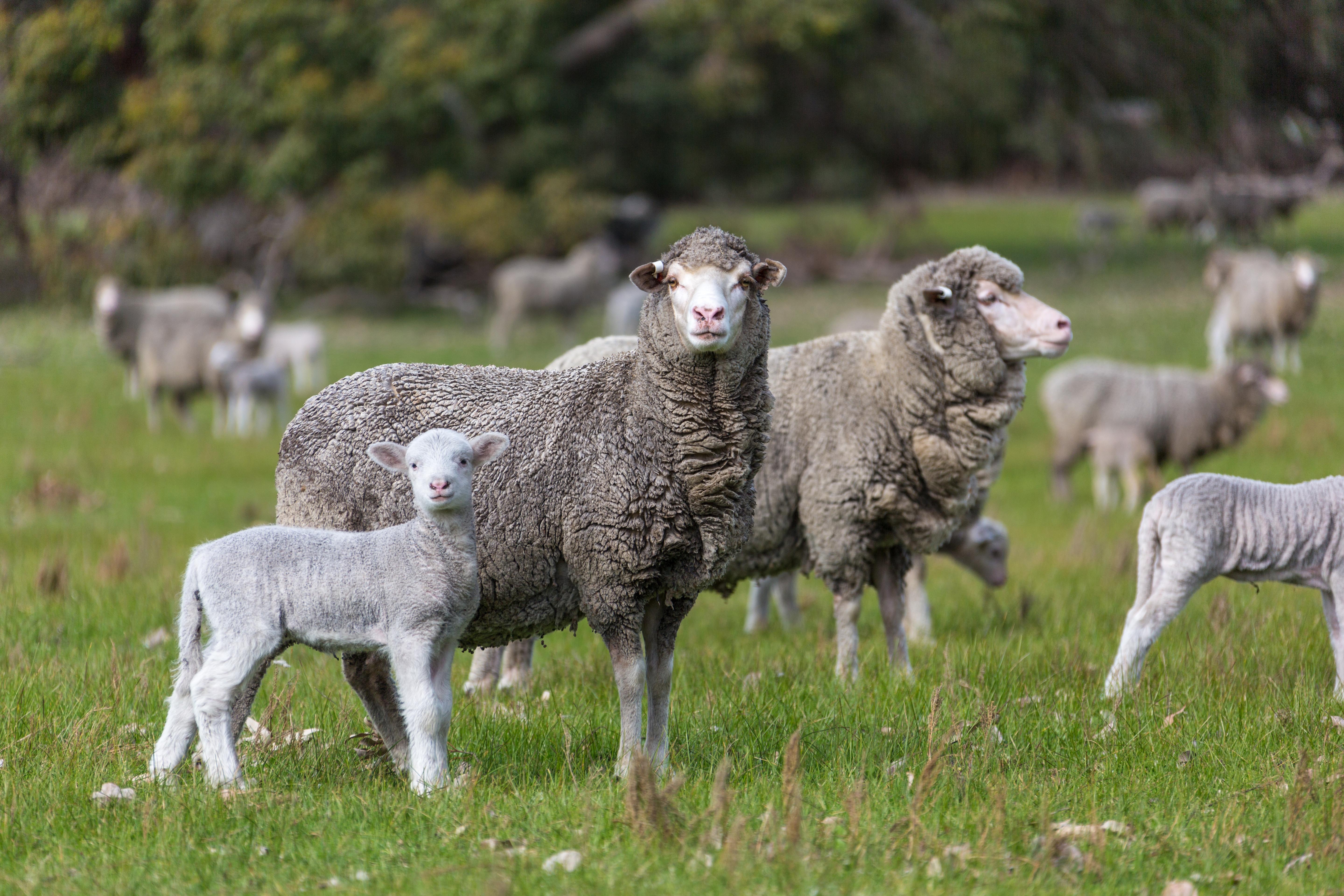 Pregnancy toxaemia and hypocalcaemia of ewes | Agriculture and Food