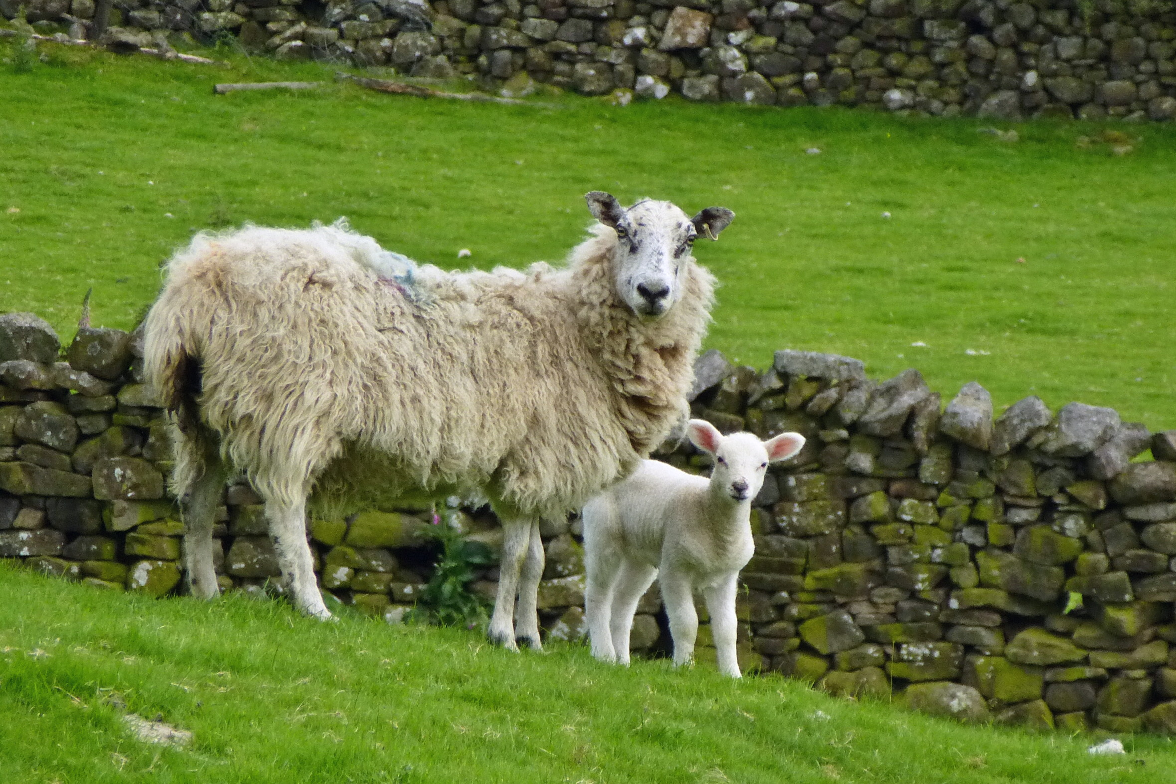 File:2014 Ewe and Lamb.jpg - Wikimedia Commons