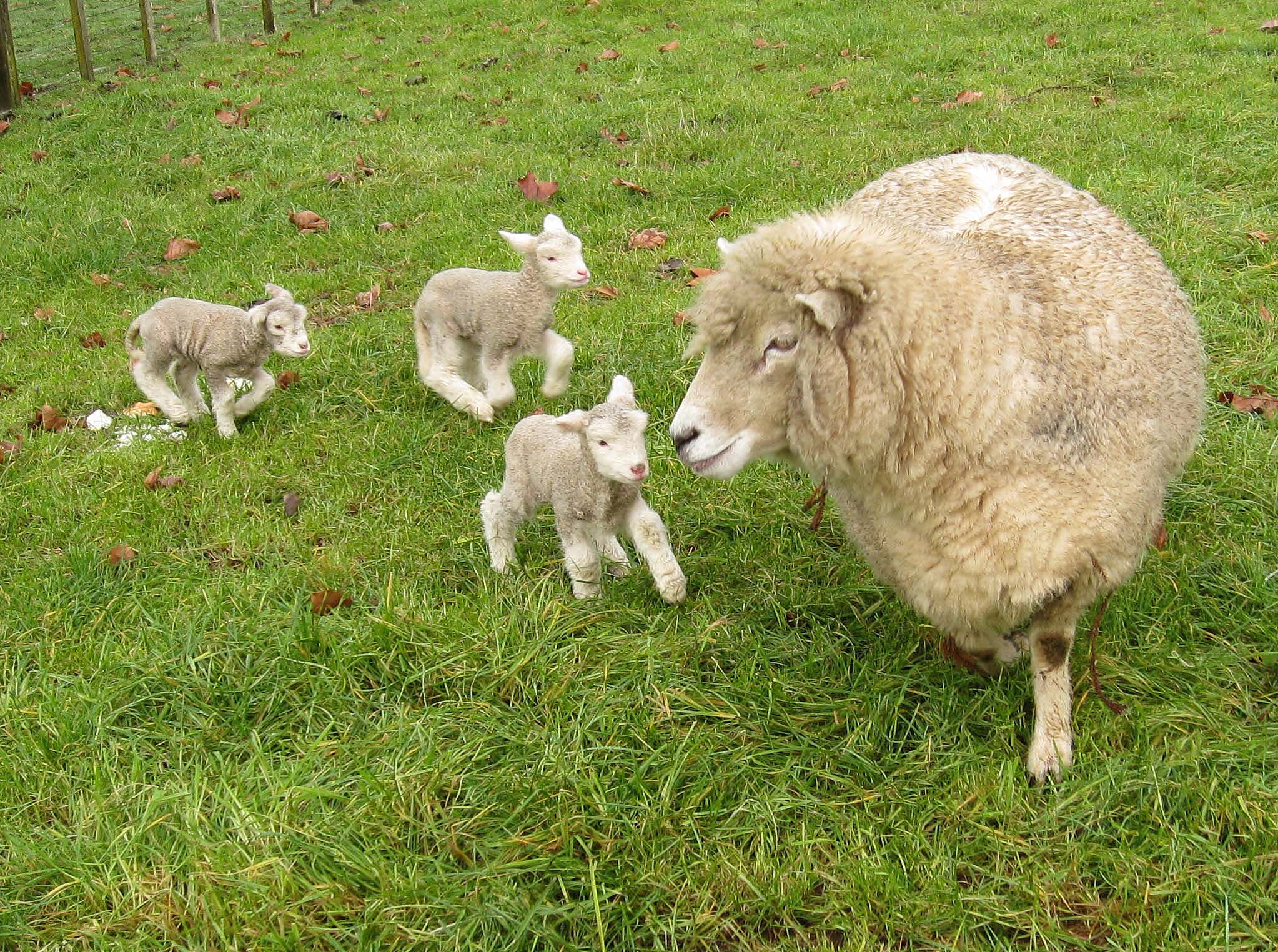 File:Romney sheep, ewe with triplet lambs in New Zealand.jpg ...
