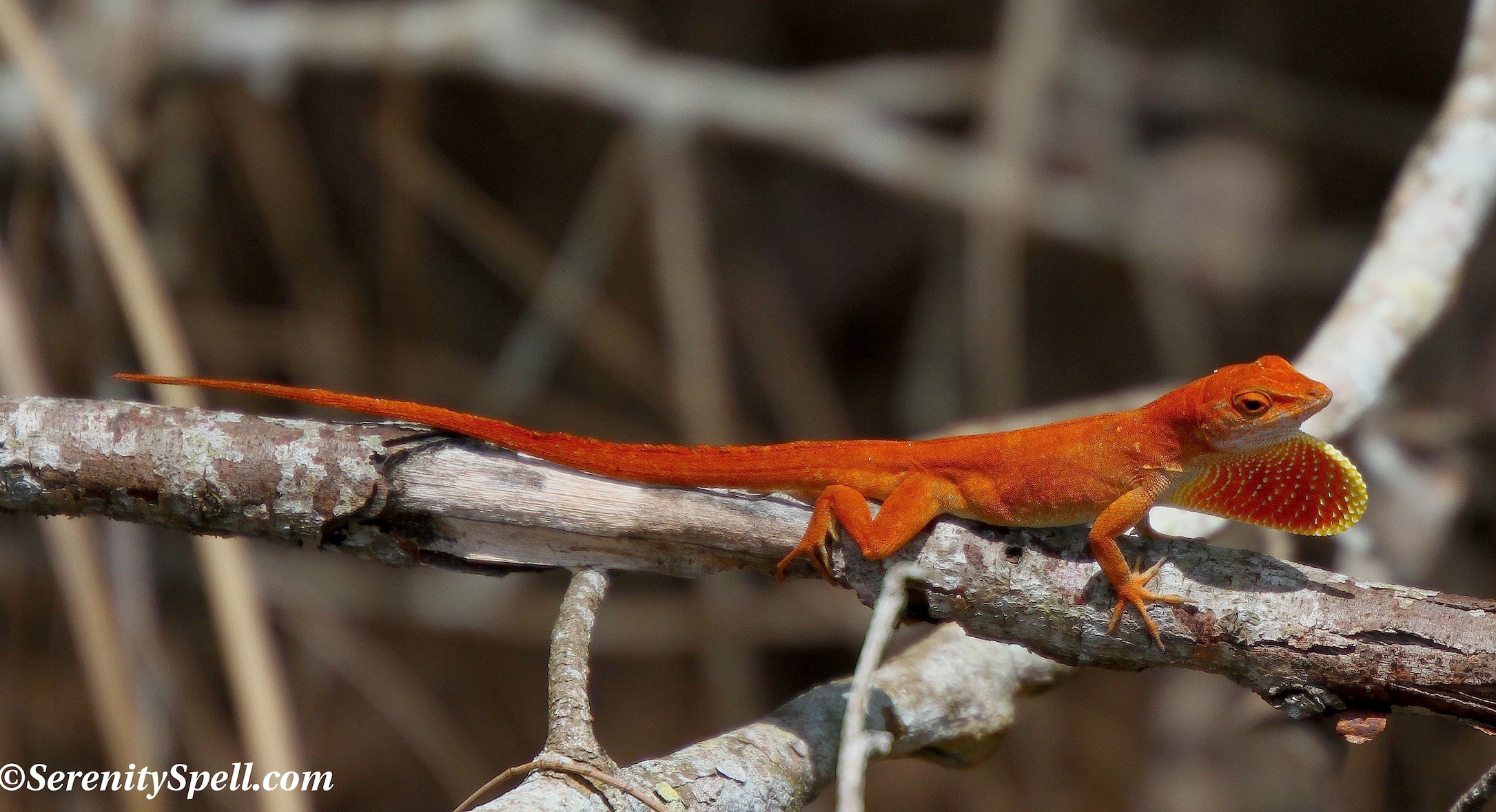 Anoles of the Rainbow — and a Newly Discovered Color Variant ...