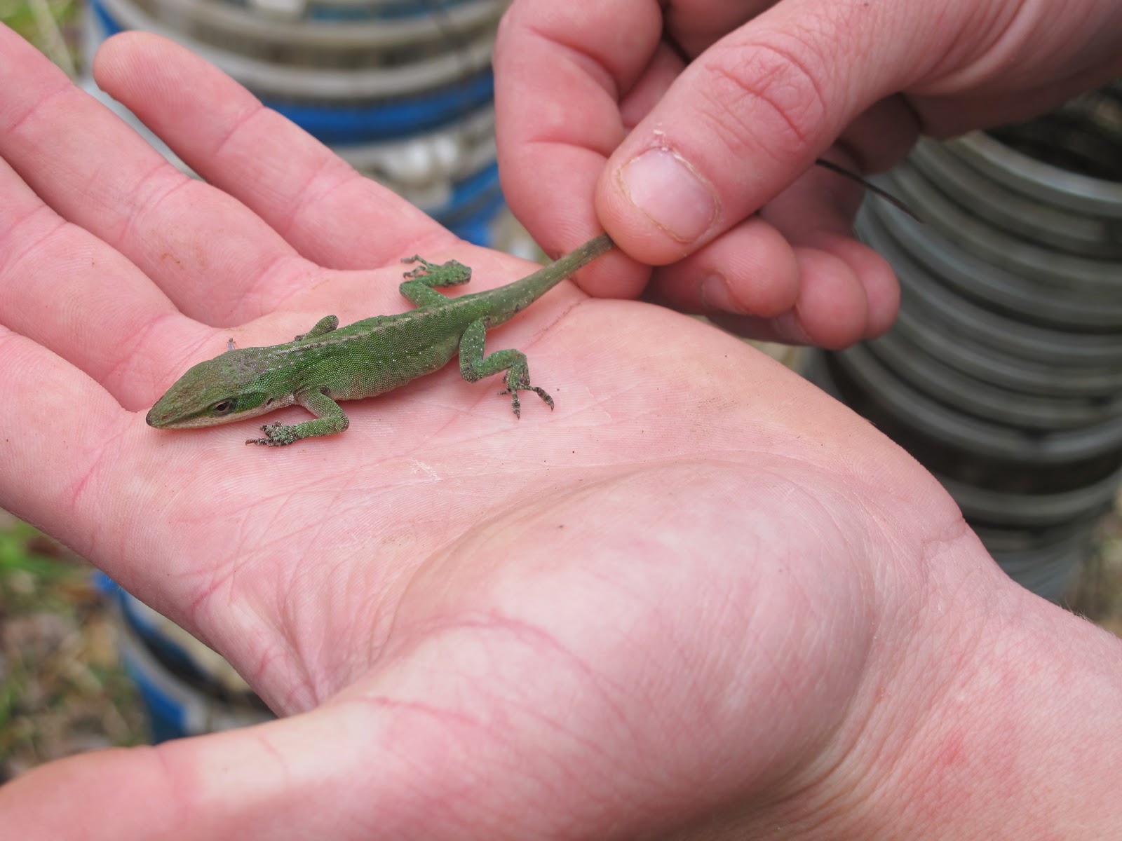 Our Herp Class: Natural History: The Dixie Carolina Anole