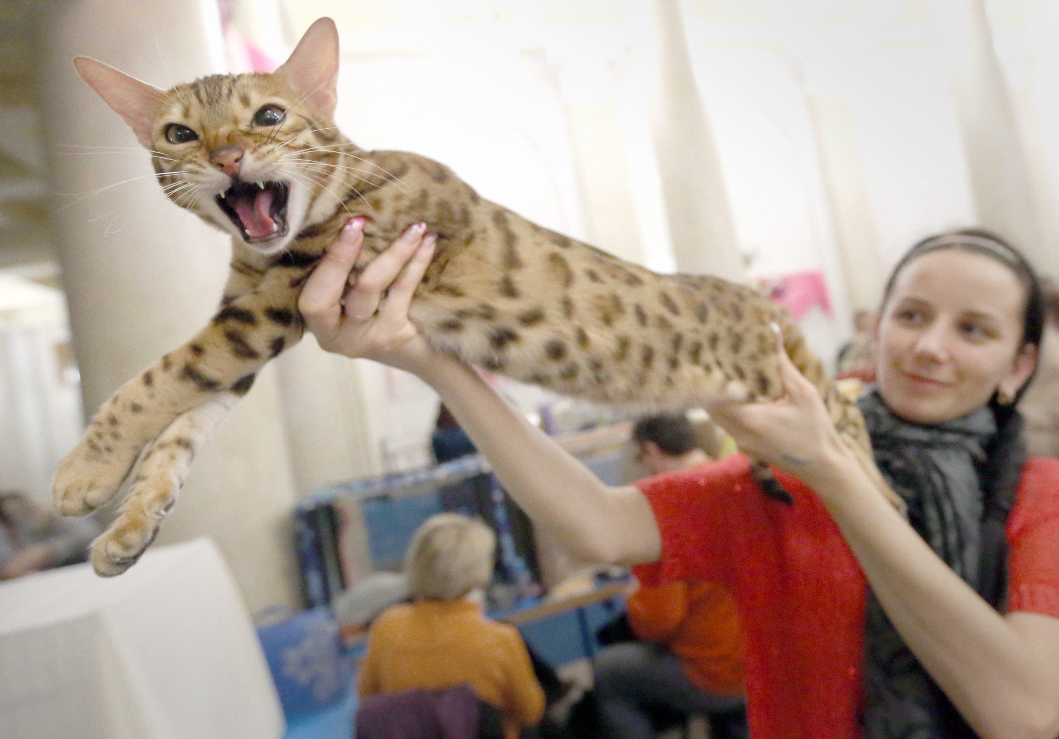 Mewow! Cat Lovers Converge on Minsk - NBC News | Cat | Pinterest ...