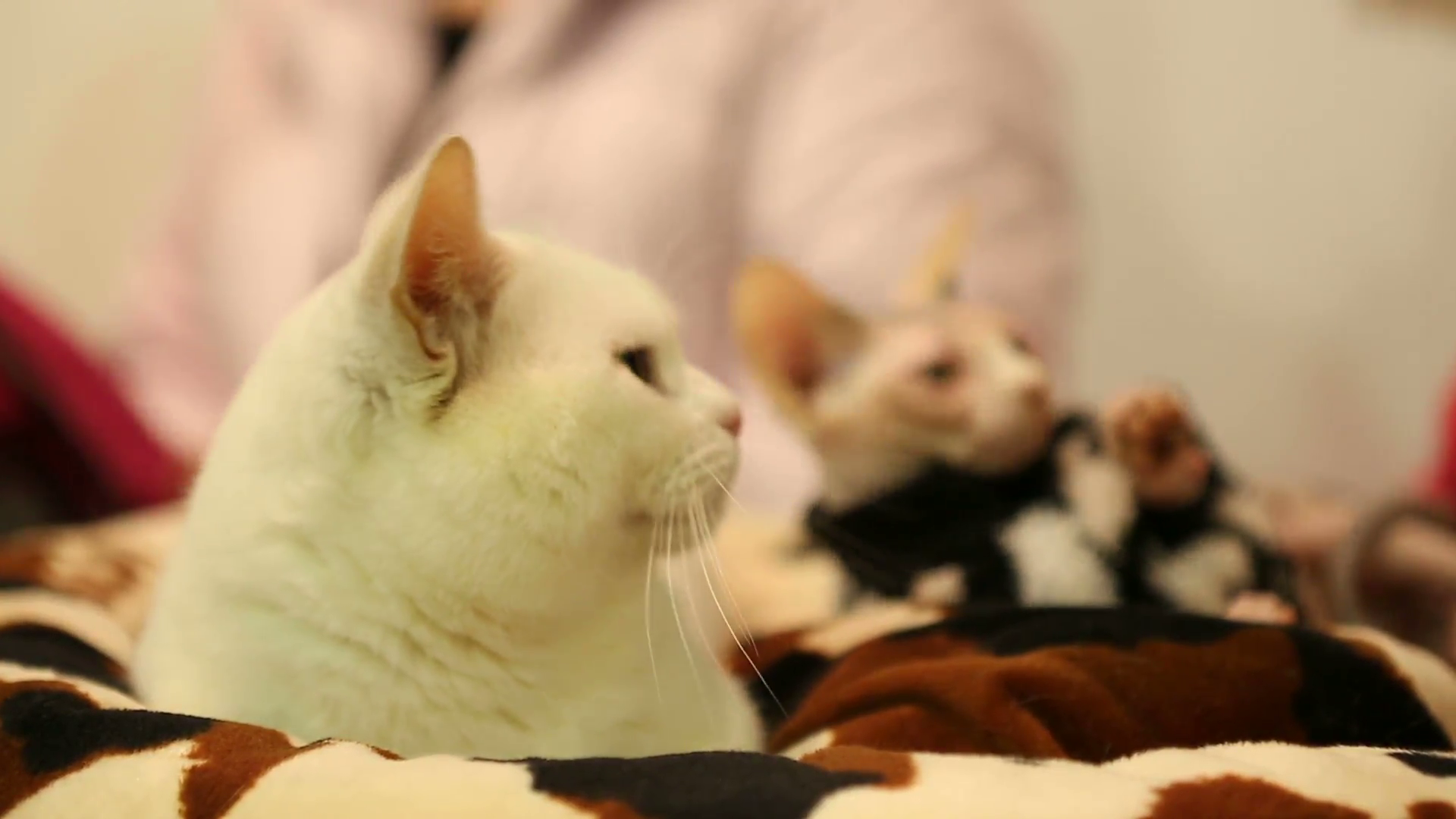 Thoroughbred Munchkin and Sphynx cats relaxing before pet exhibition ...