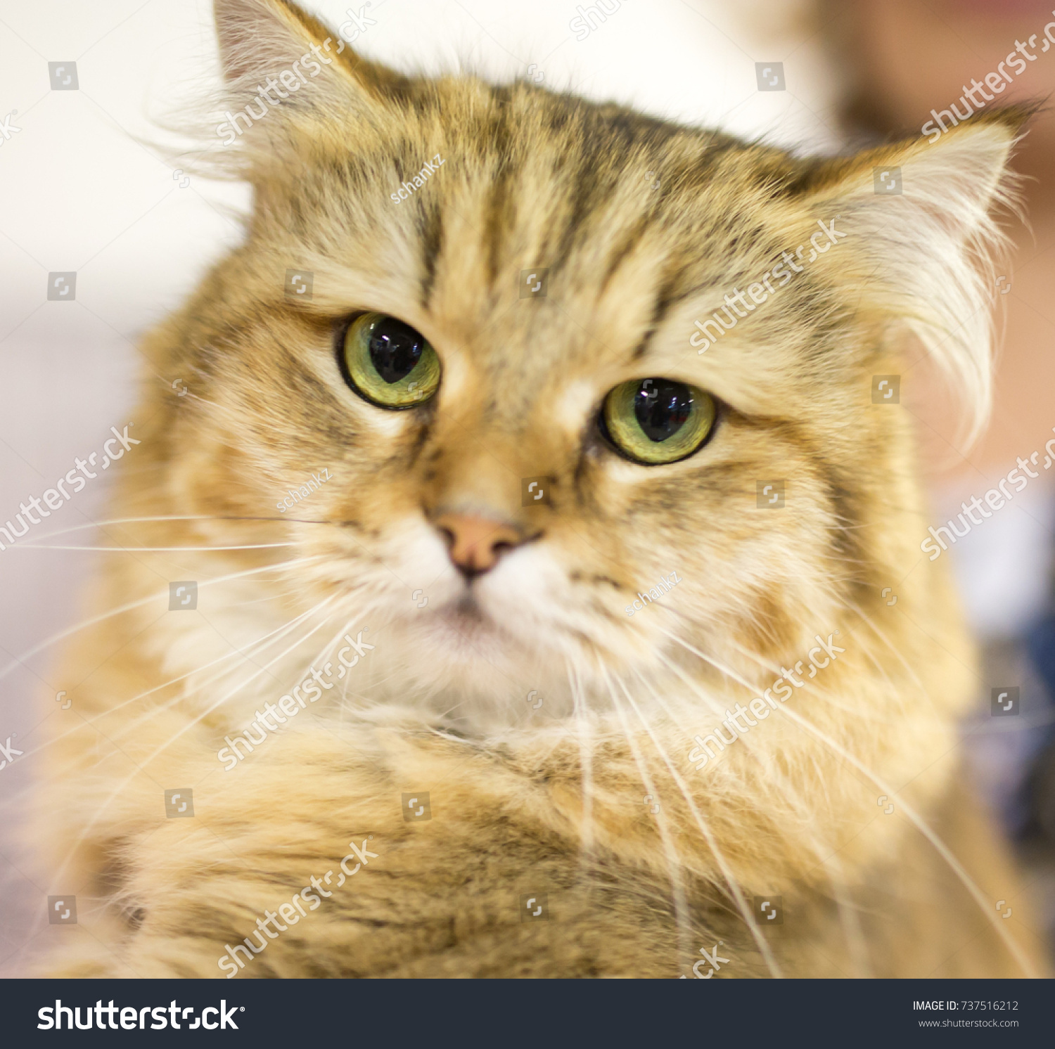 Portrait Thoroughbred Cat Exhibition Stock Photo 737516212 ...