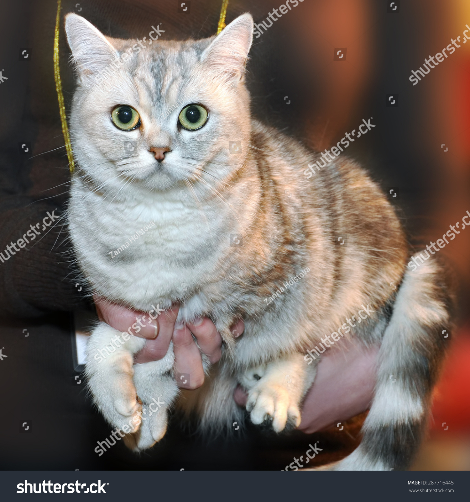 British Shorthair Cat Classic Tabby Markings Stock Photo (Download ...
