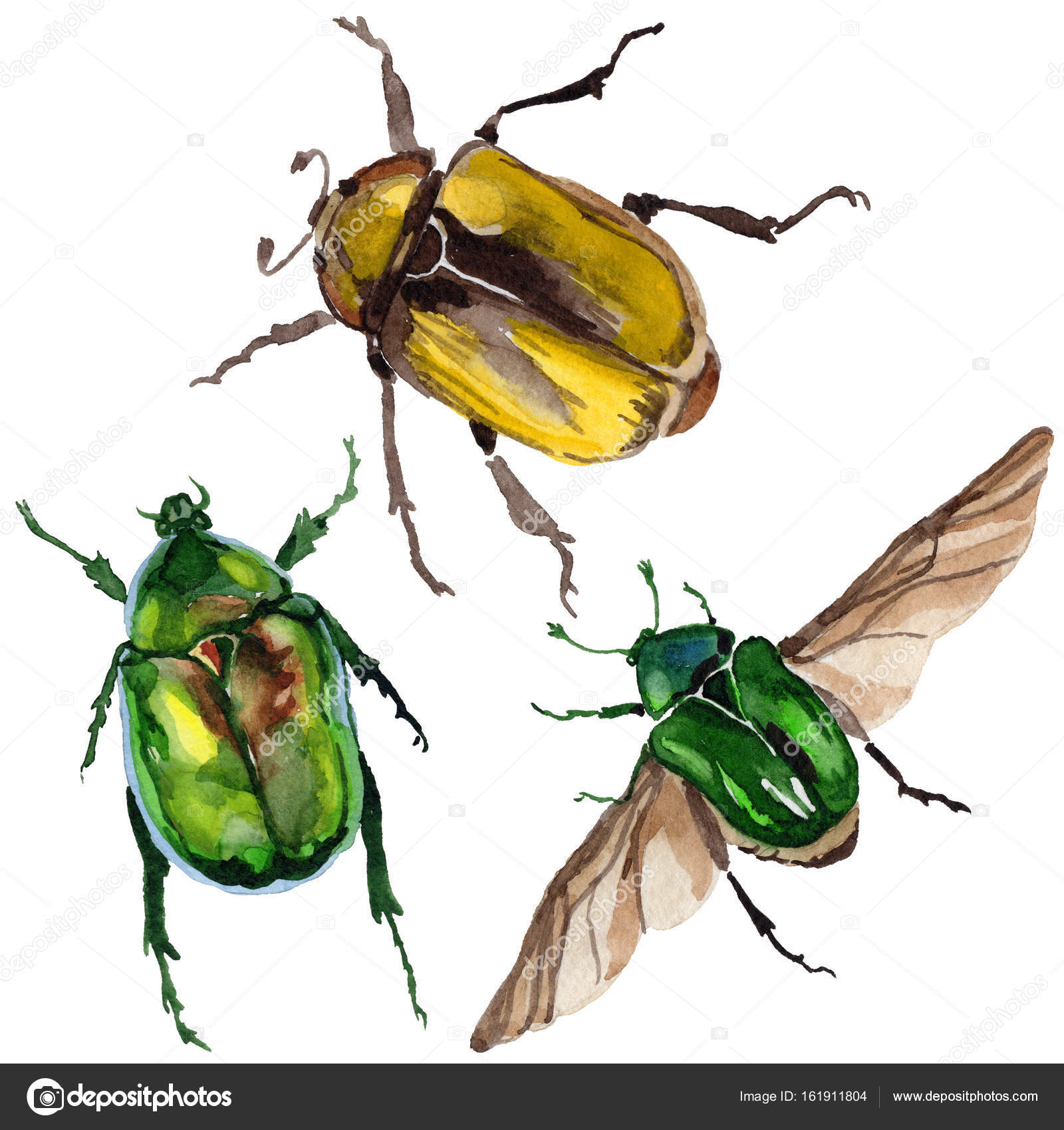 Exotic beetle photo