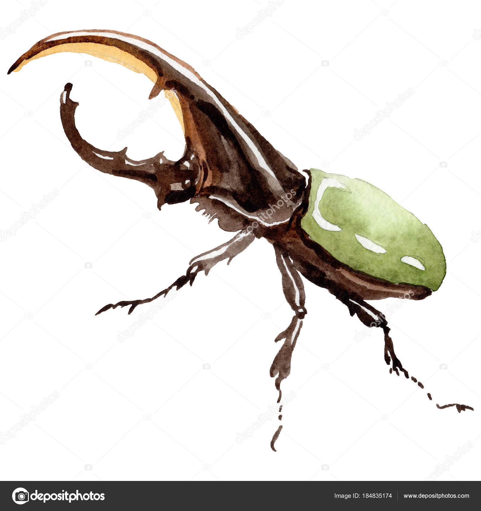Exotic beetles wild insect in a watercolor style isolated. — Stock ...