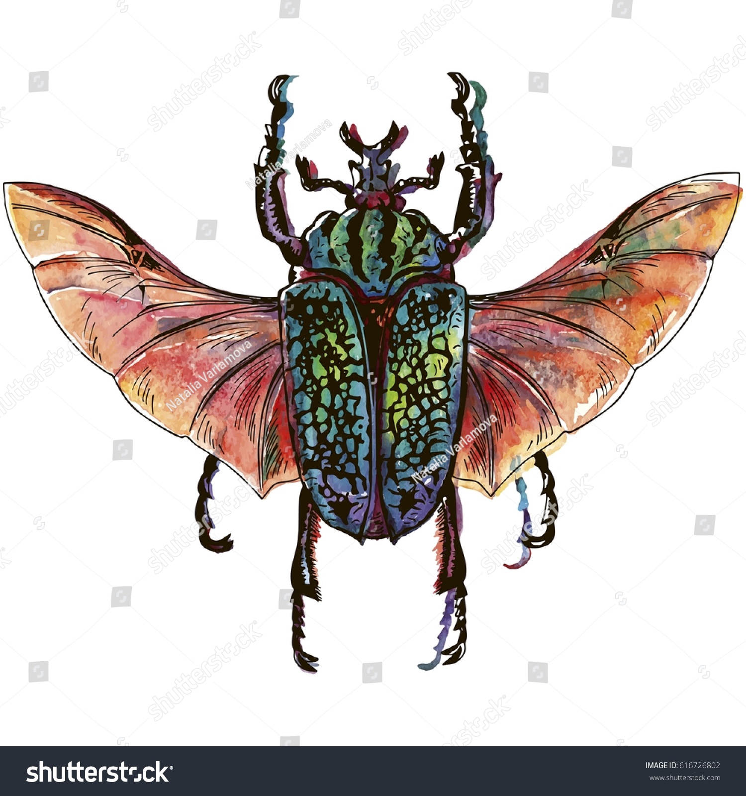 Hand Drawn Exotic Beetle Isolated On Stock Vector 616726802 ...