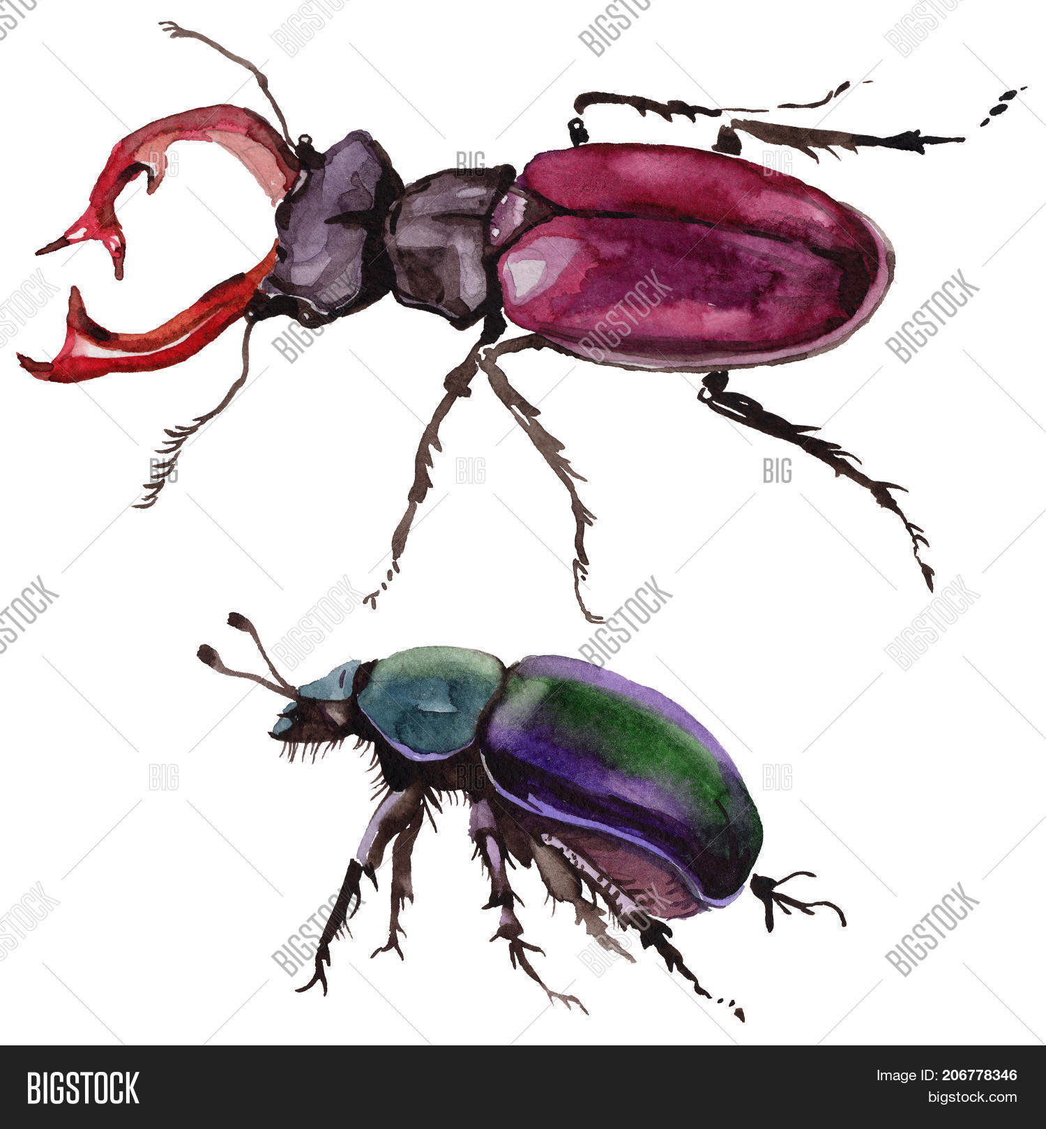 Exotic Beetle Wild Insect Image & Photo | Bigstock
