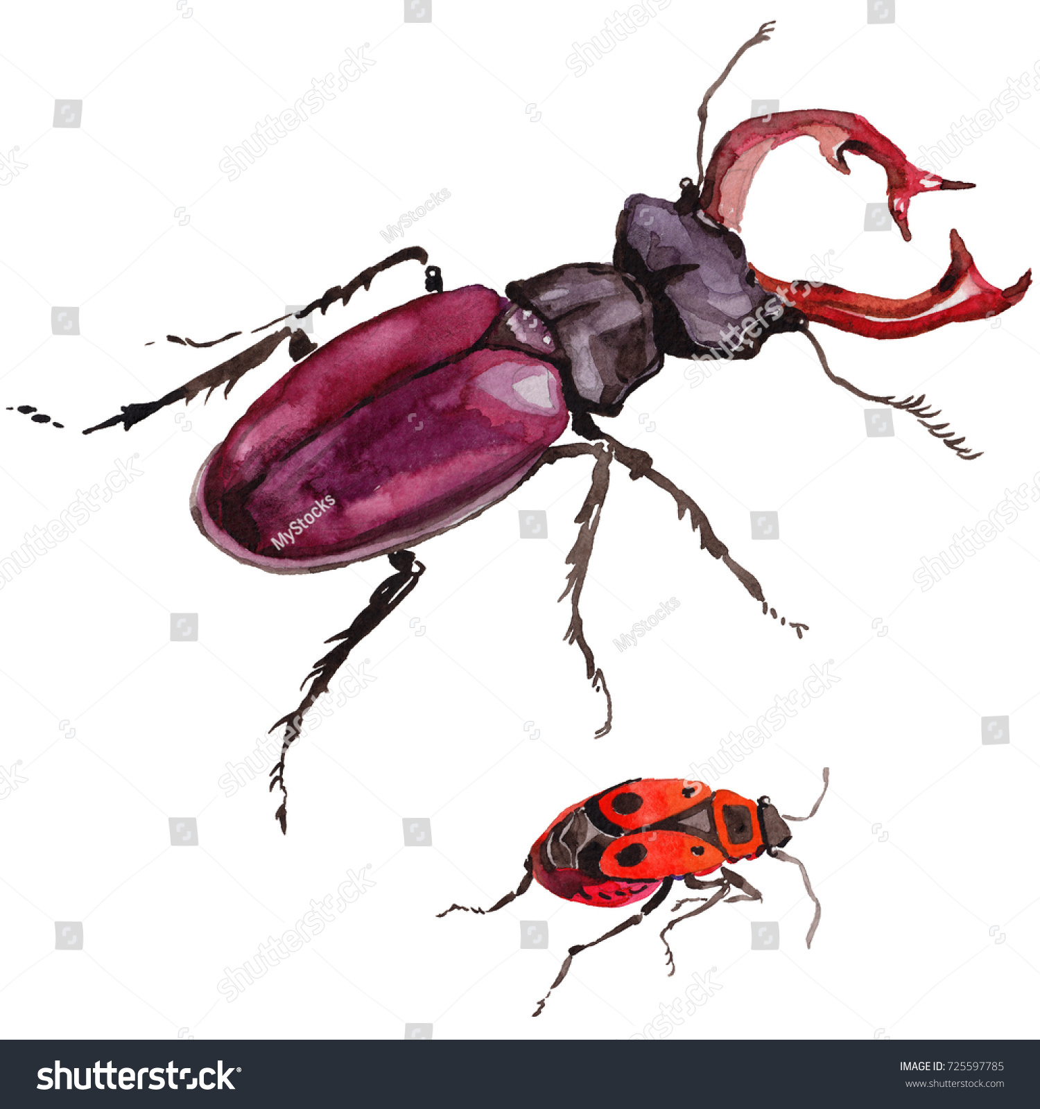 Exotic Beetle Wild Insect Watercolor Style Stock Illustration ...