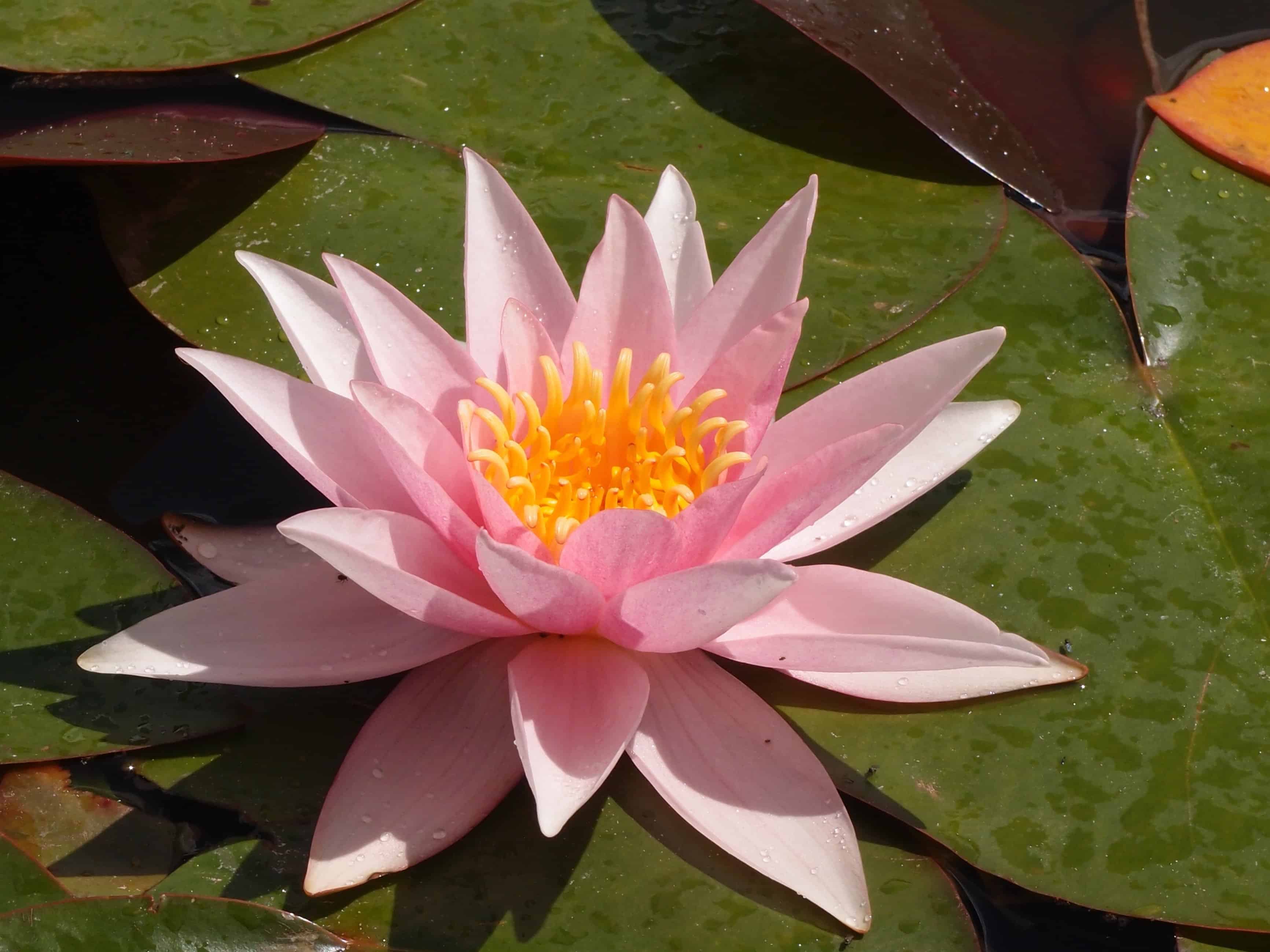 Free picture: aquatic, lotus, flora, waterlily, leaf, exotic, flower