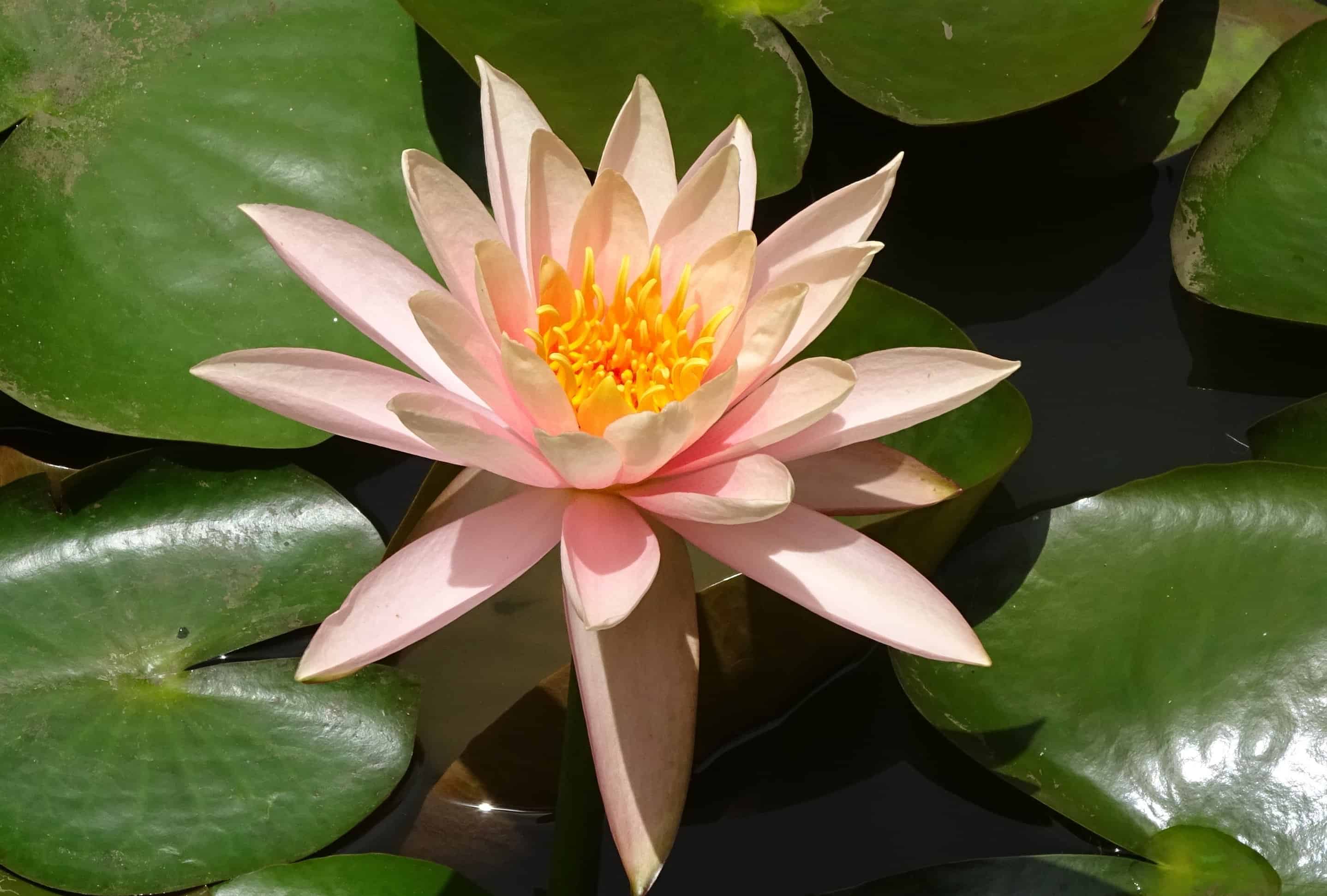 Free picture: white waterlily, nature, exotic, flower, waterlily ...
