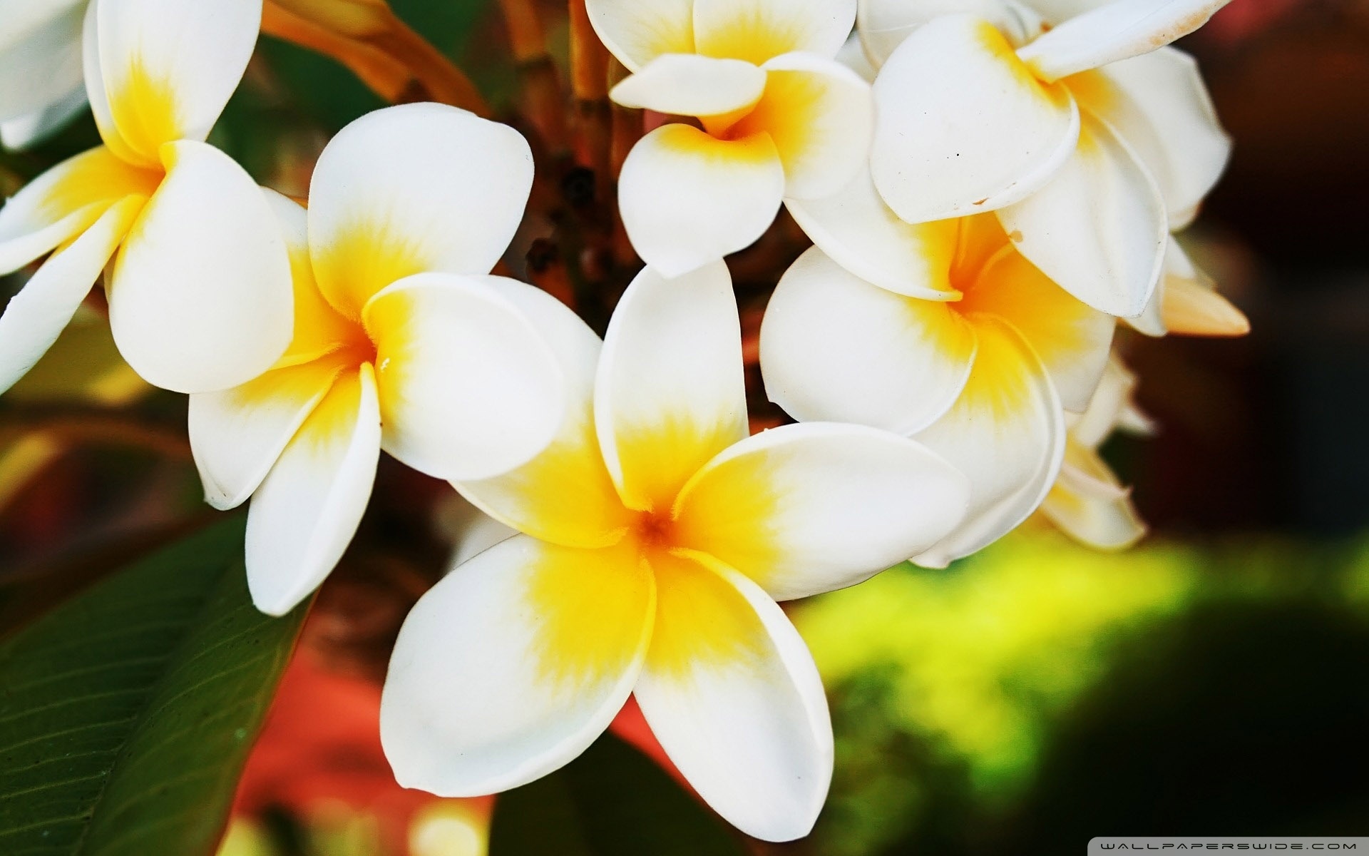 Exotic Flowers Plumerias ❤ 4K HD Desktop Wallpaper for 4K Ultra HD ...