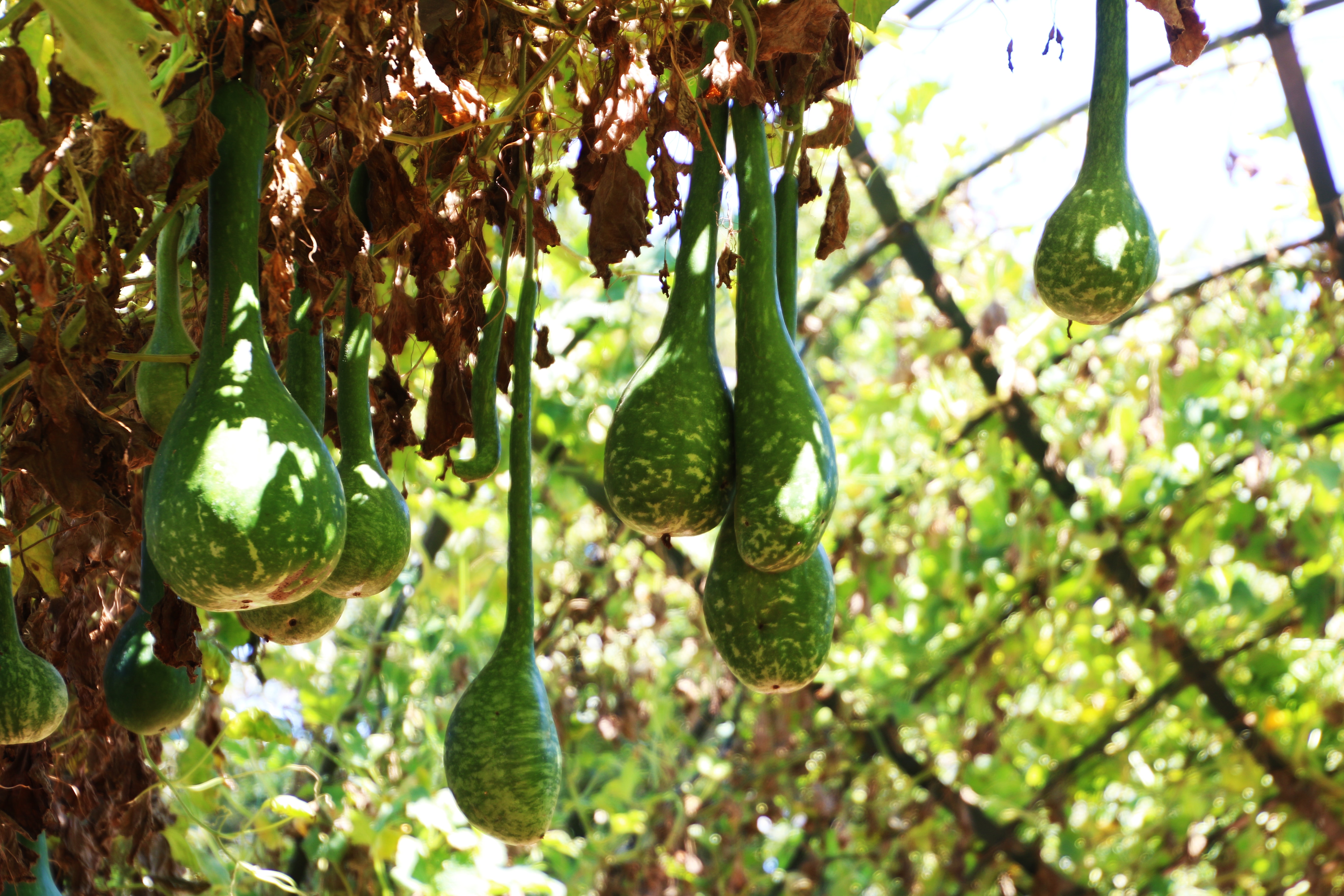 Exotic fruits ripening on the tree photo