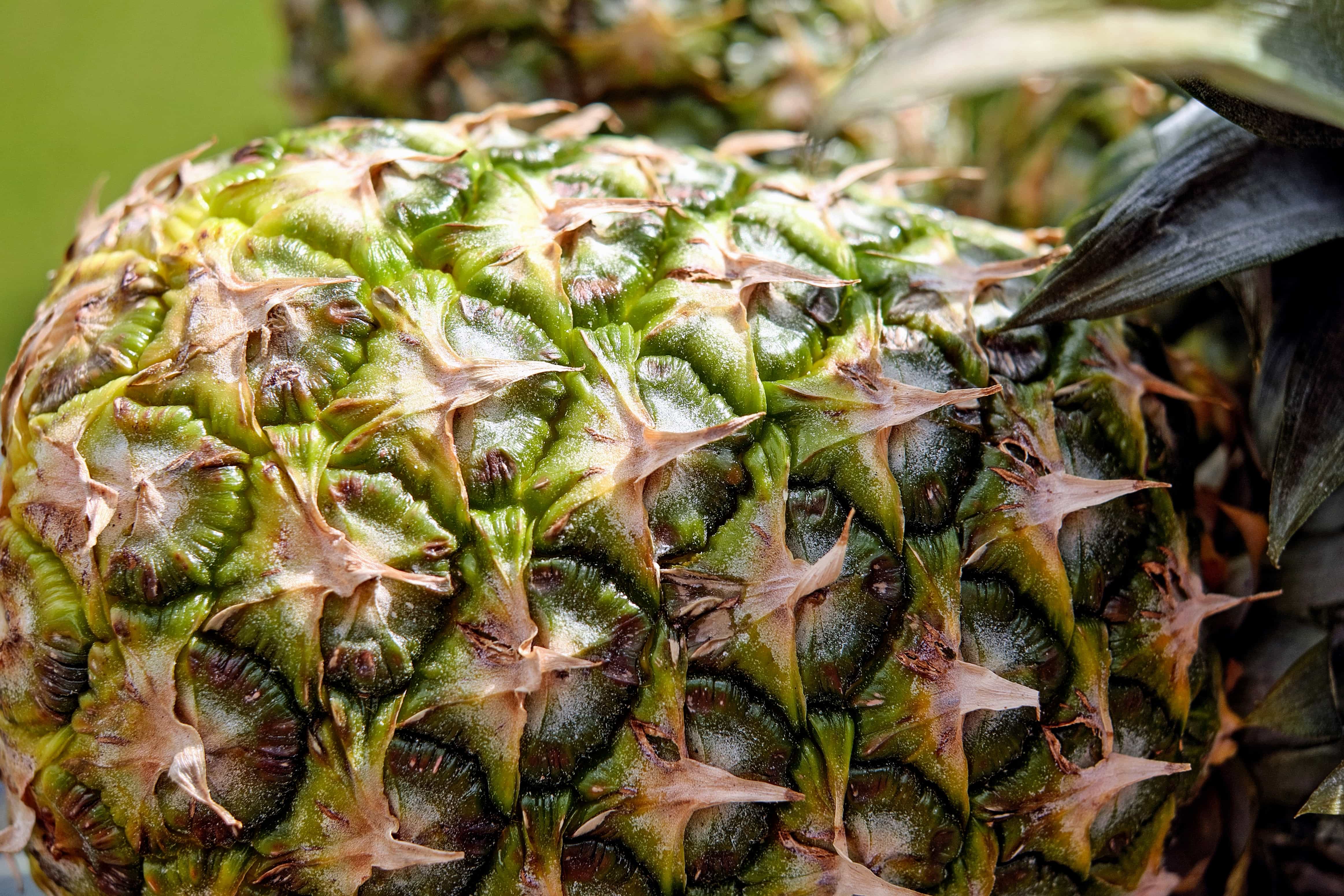 Free picture: flora, texture, leaf, exotic, pineapple, nature, food ...
