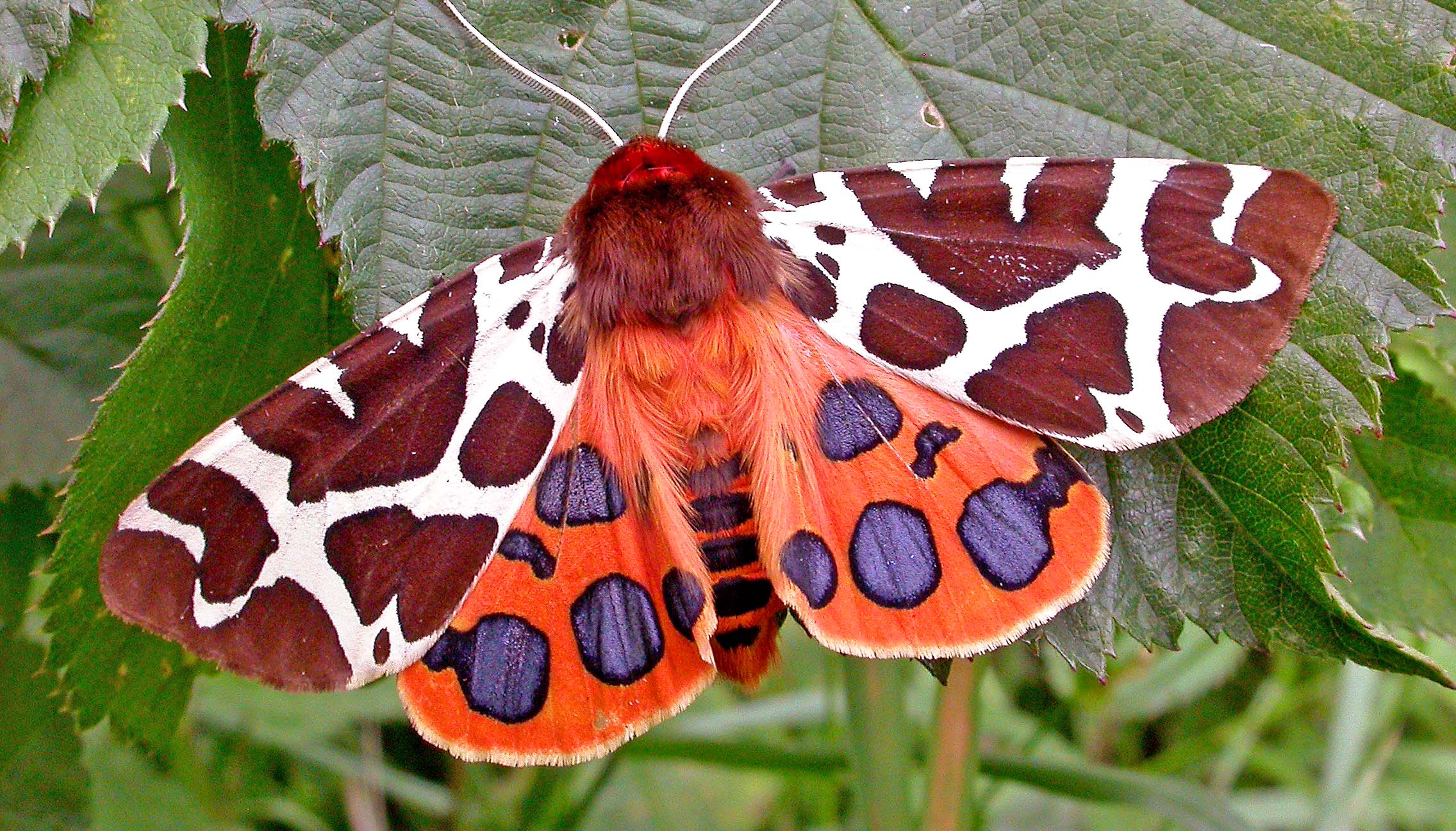 Exotic moth photo