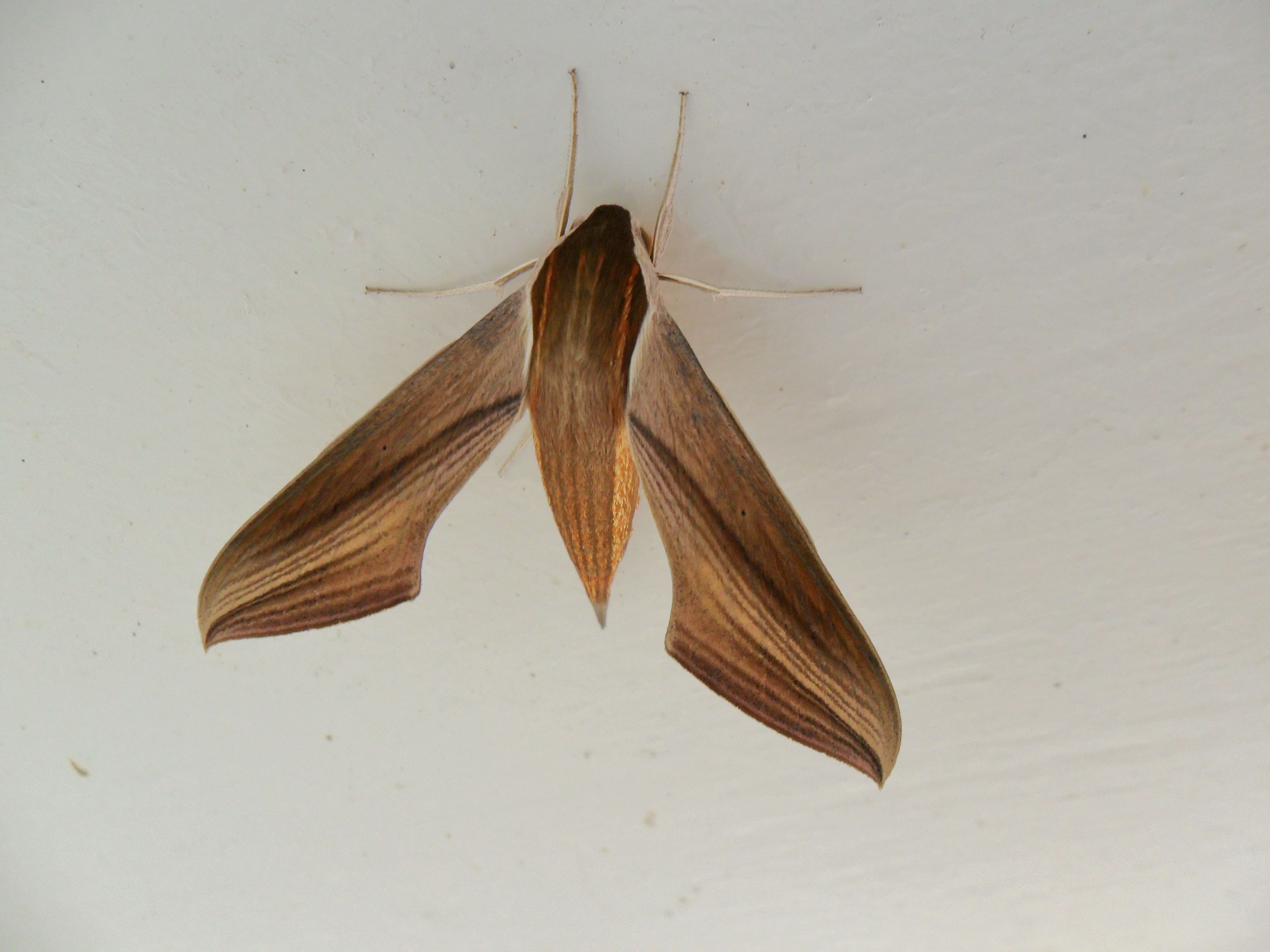 Tersa Sphinx Moth 05 | Exotic Insects | Pinterest | Moth and Insects