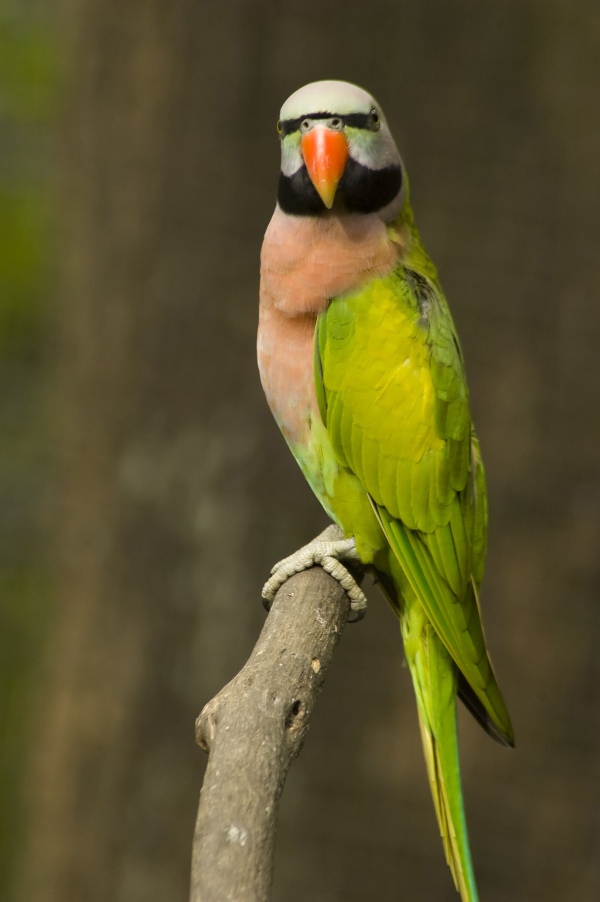 A fabulous Moustache Parakeet Parrot. =https://acasadomago.wordpress ...