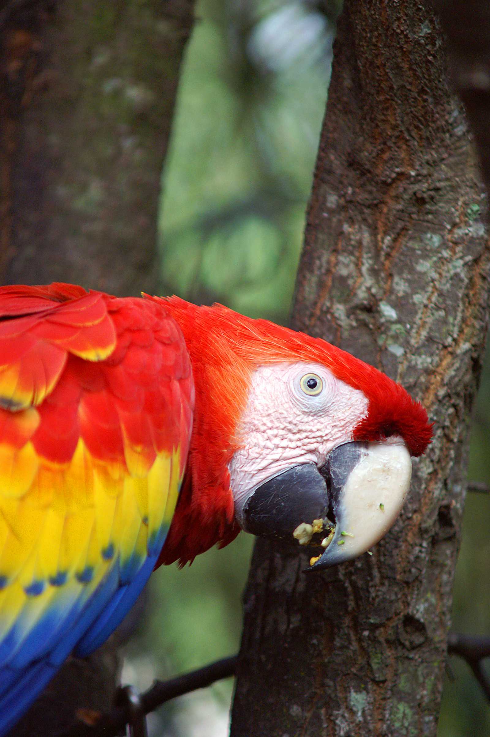 Exotic parakeet photo