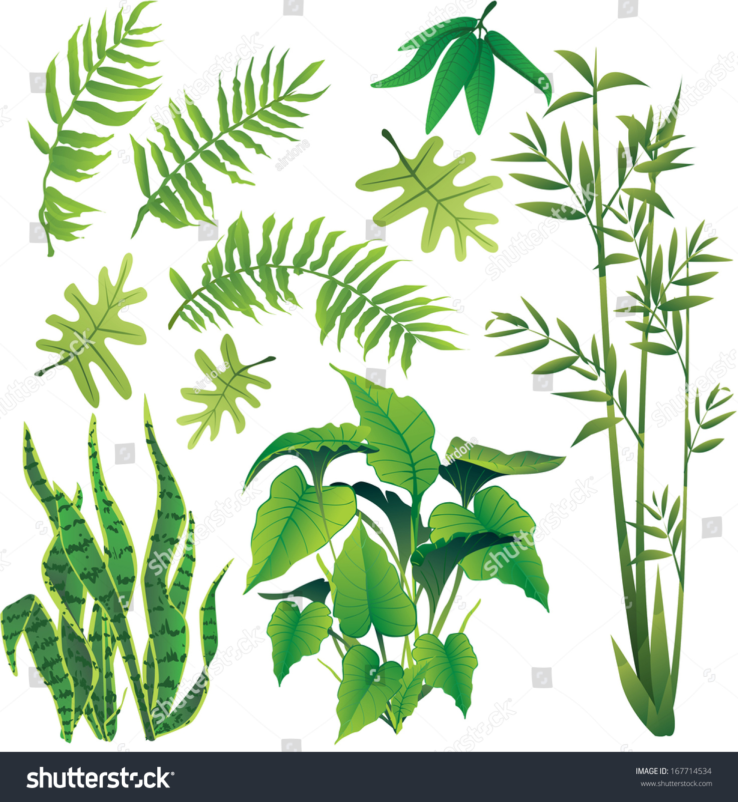 Exotic Plant Leaves Design Element Vector Stock Photo (Photo, Vector ...